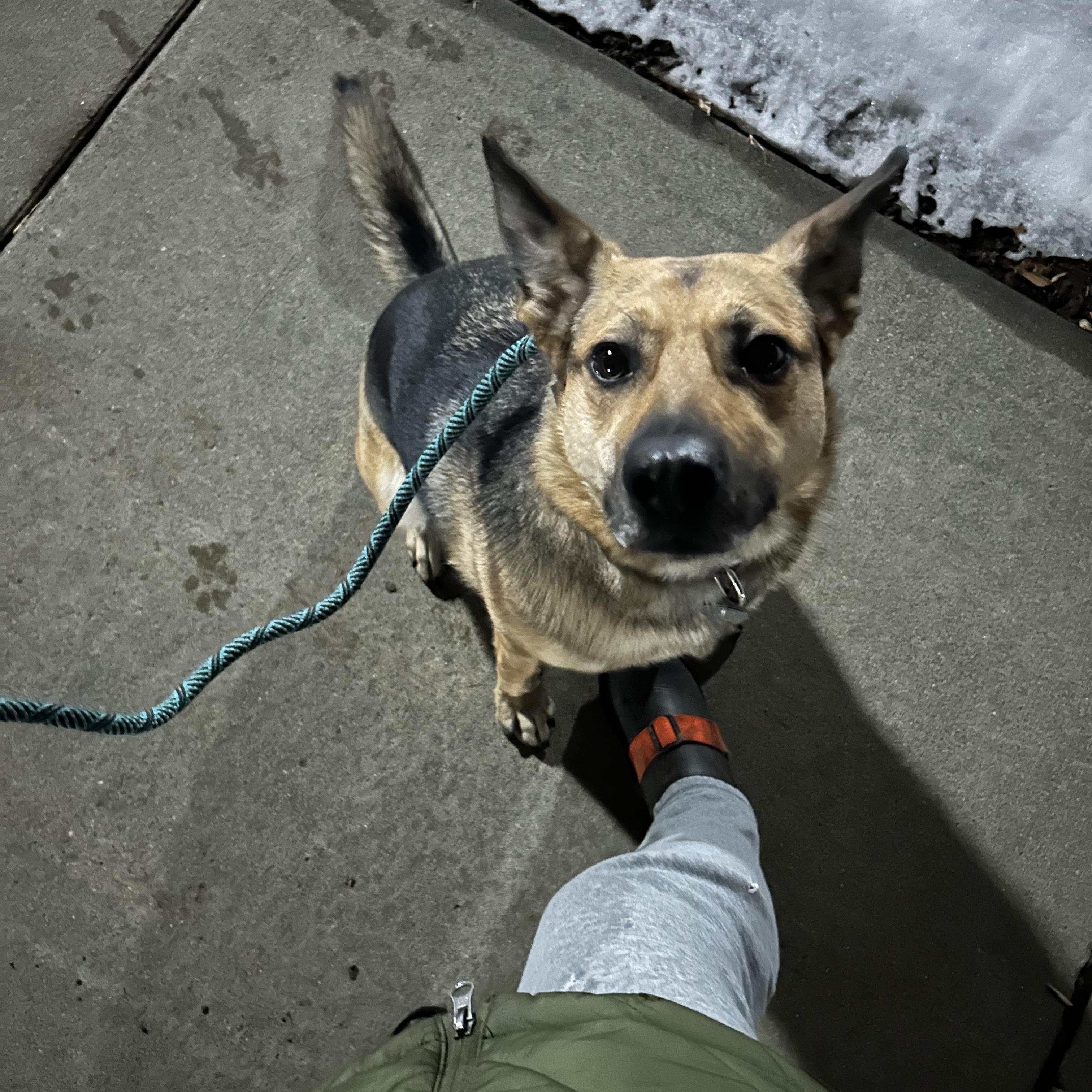 Enlarge Independence, a ADOPTABLE Mixed Breed in Sioux Falls, SD image 5/6