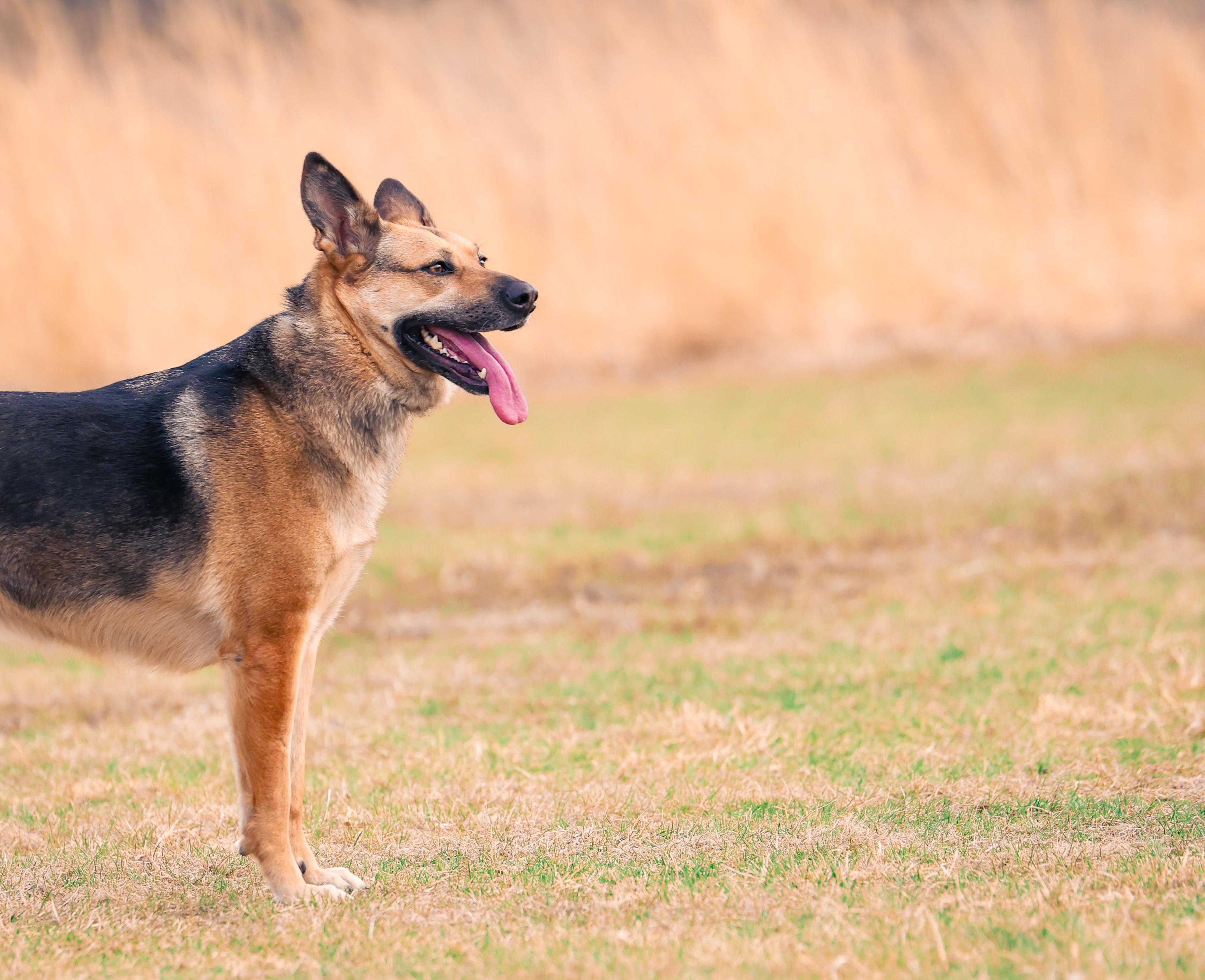 Enlarge Independence, a ADOPTABLE Mixed Breed in Sioux Falls, SD image 5/6