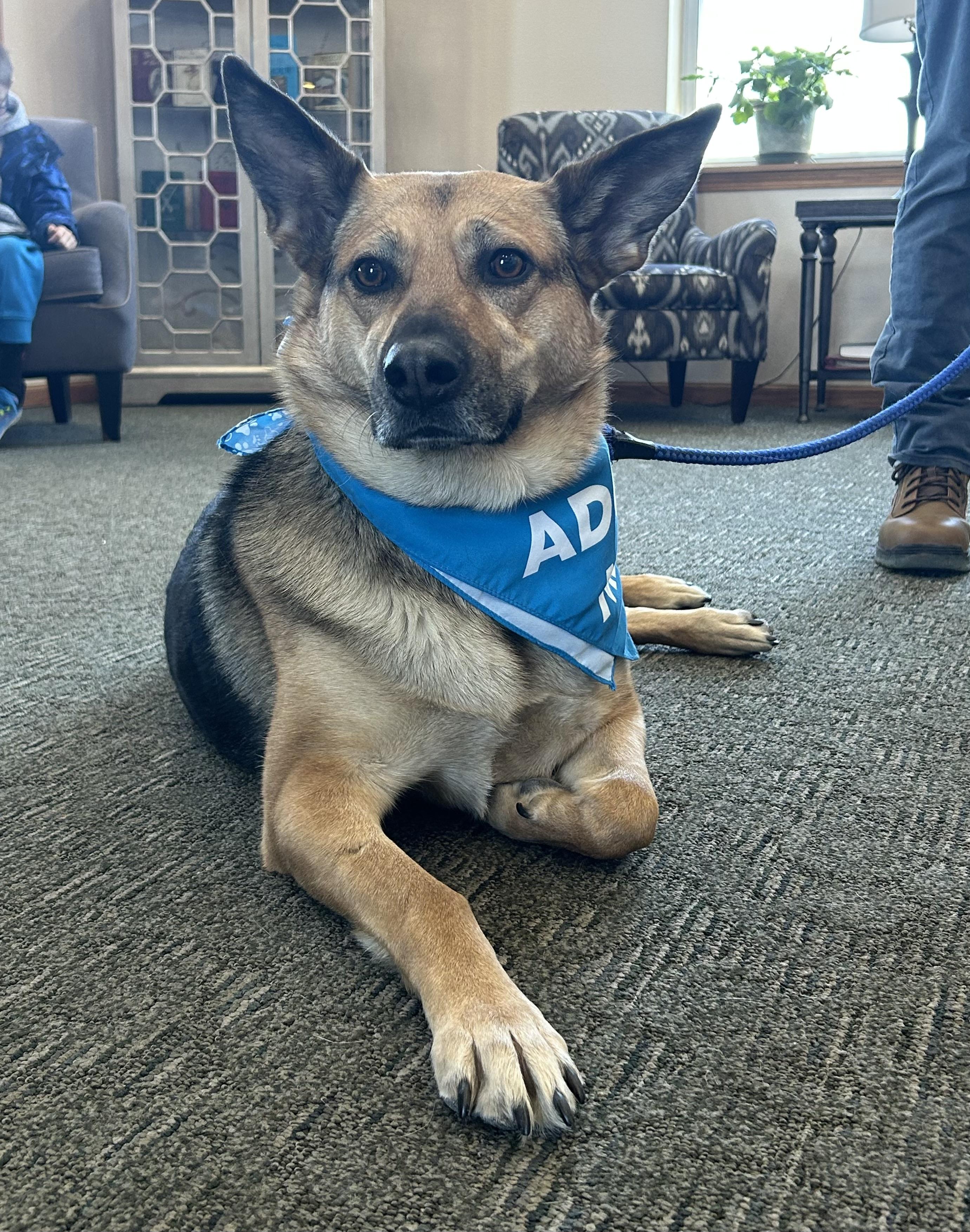 Enlarge Independence, a ADOPTABLE Mixed Breed in Sioux Falls, SD image 1/6
