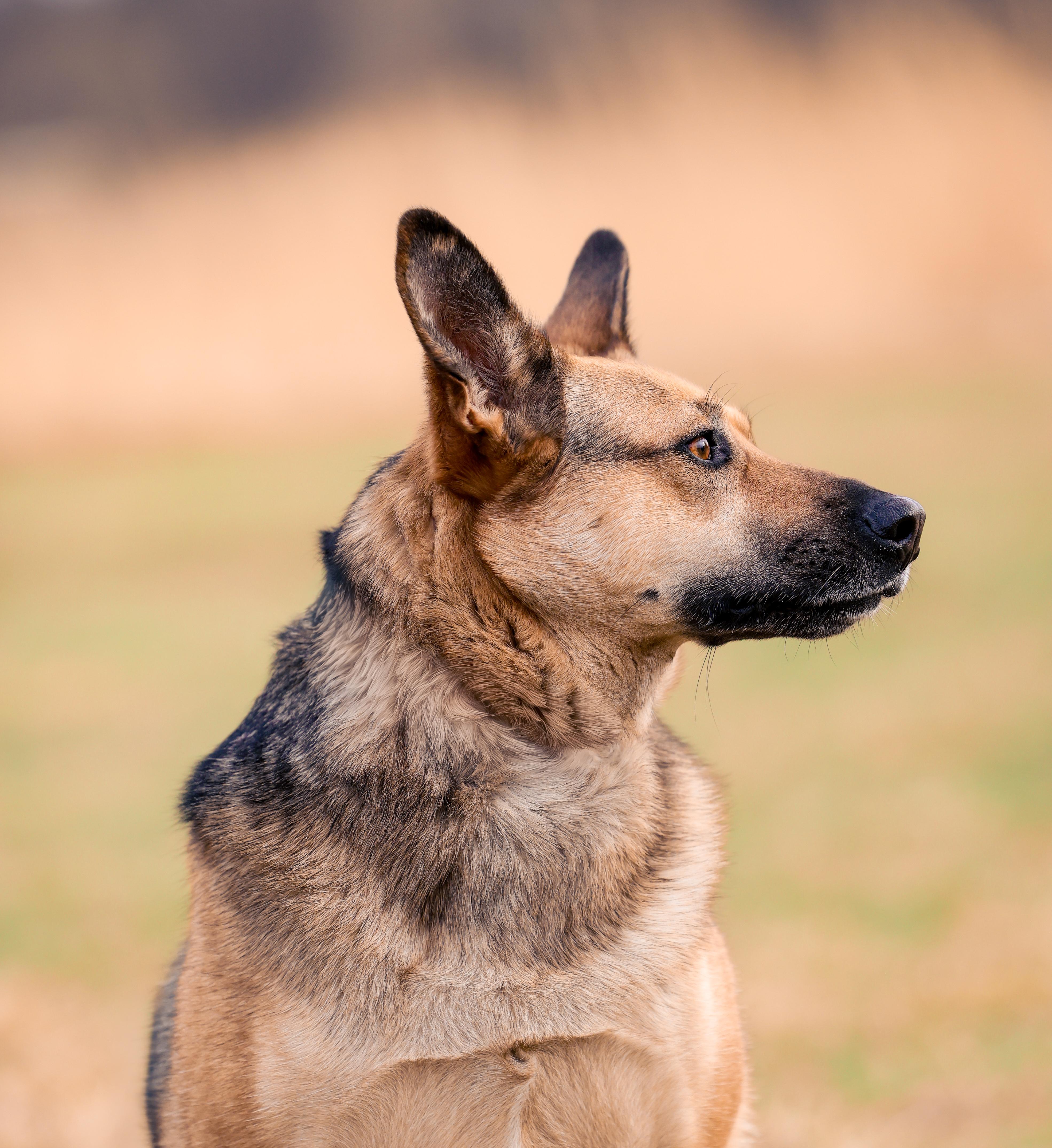 Enlarge Independence, a ADOPTABLE Mixed Breed in Sioux Falls, SD image 1/6