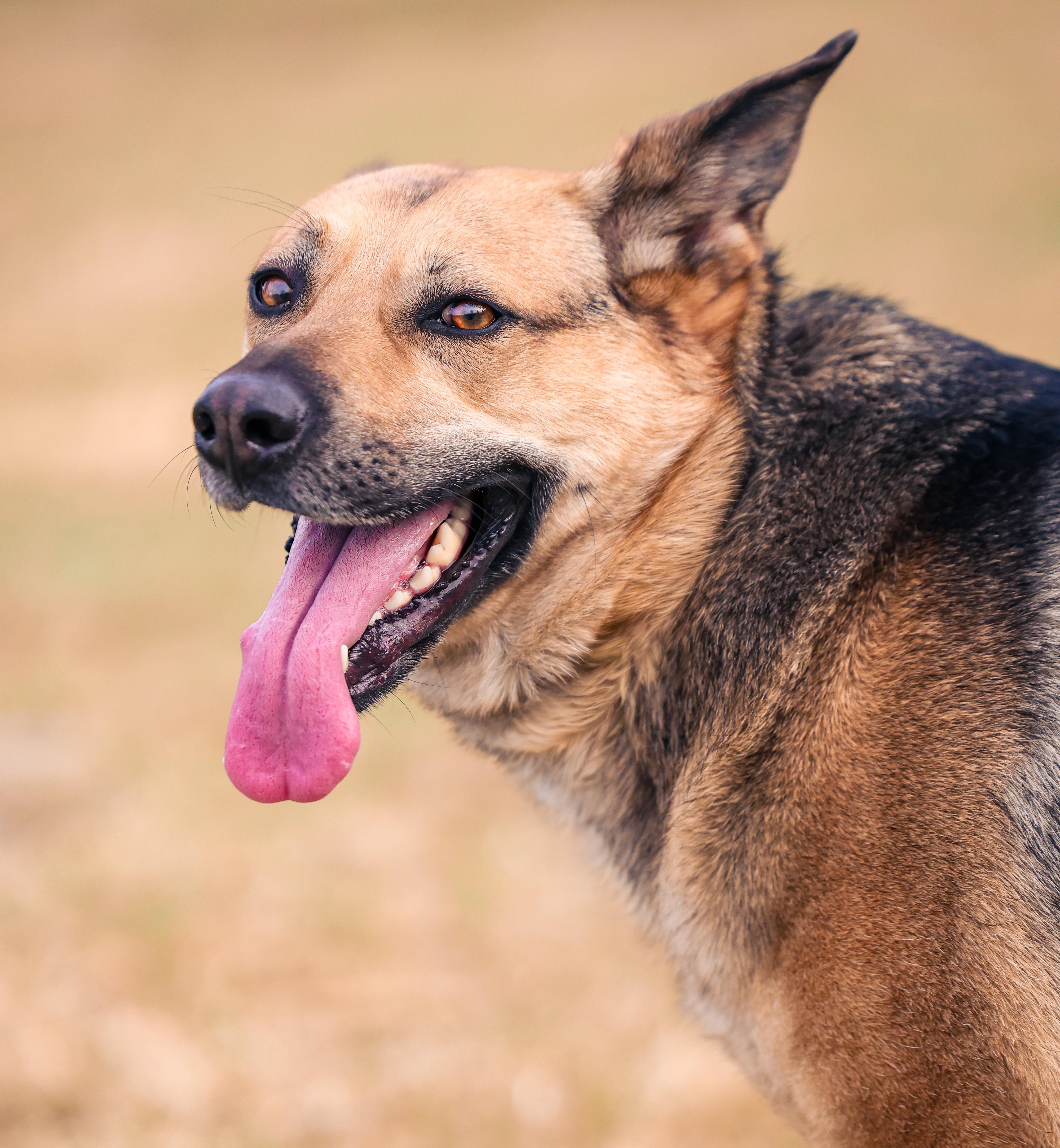 Enlarge Independence, a ADOPTABLE Mixed Breed in Sioux Falls, SD image 6/6