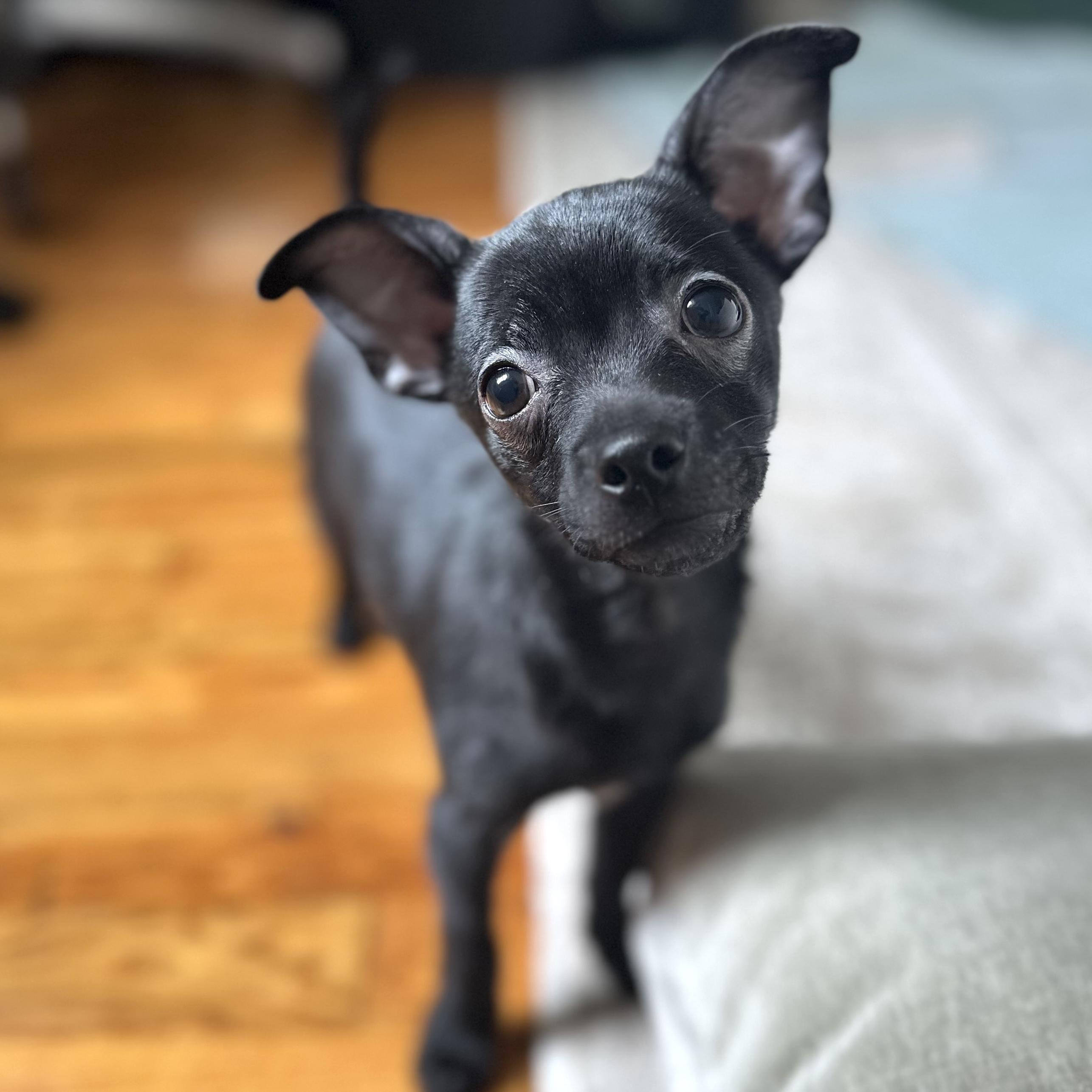 Pebbles, adoptable, Puppy Male Chihuahua.