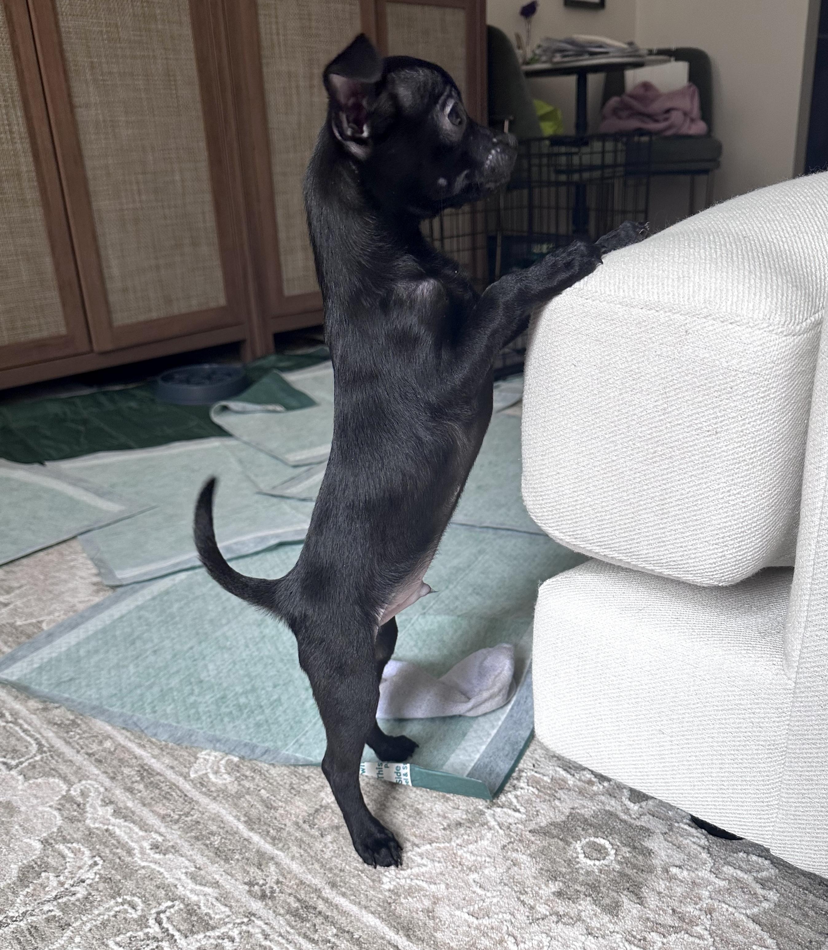 Enlarge Pebbles, an adoptable mixed breed in Brooklyn, NY image 3/6