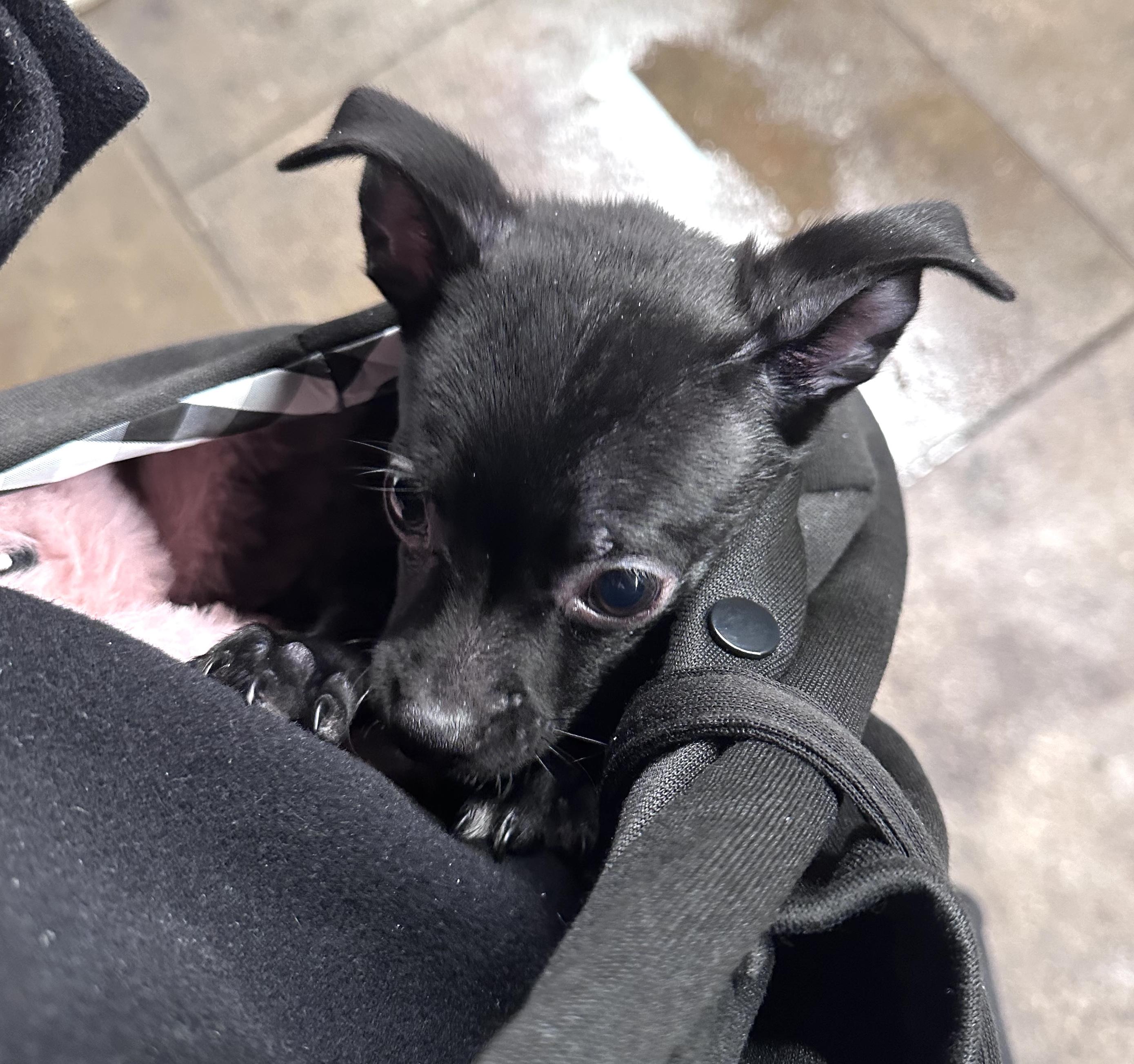 Enlarge Pebbles, an adoptable mixed breed in Brooklyn, NY image 5/6