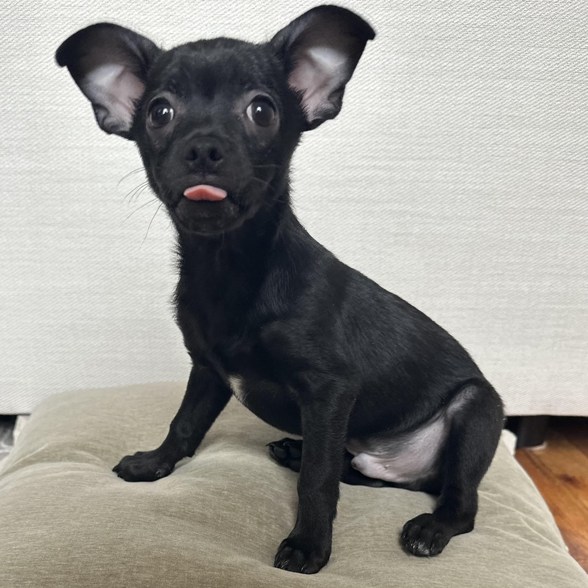 Enlarge Pebbles, an adoptable mixed breed in Brooklyn, NY image 4/6