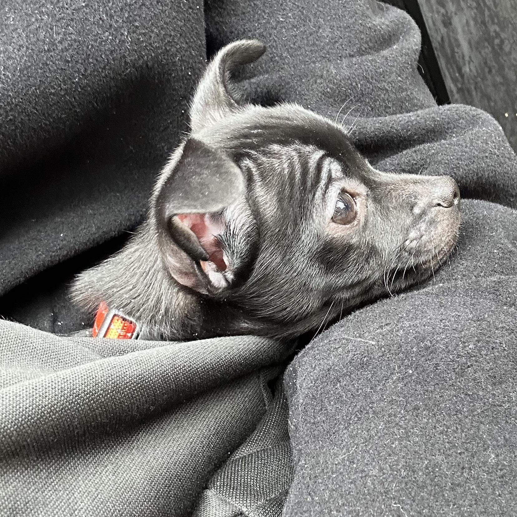 Enlarge Pebbles, an adoptable mixed breed in Brooklyn, NY image 2/6