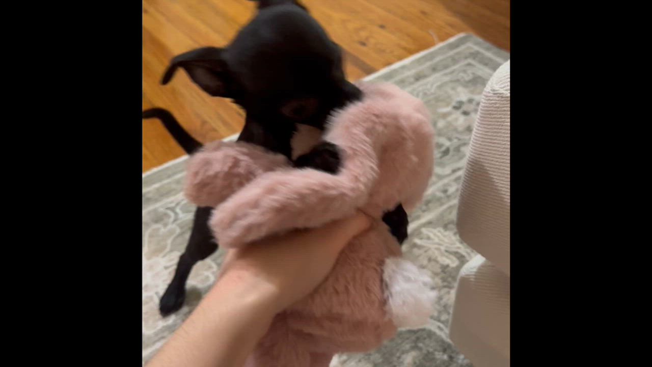 Enlarge Pebbles, an adoptable mixed breed in Brooklyn, NY video 6/6