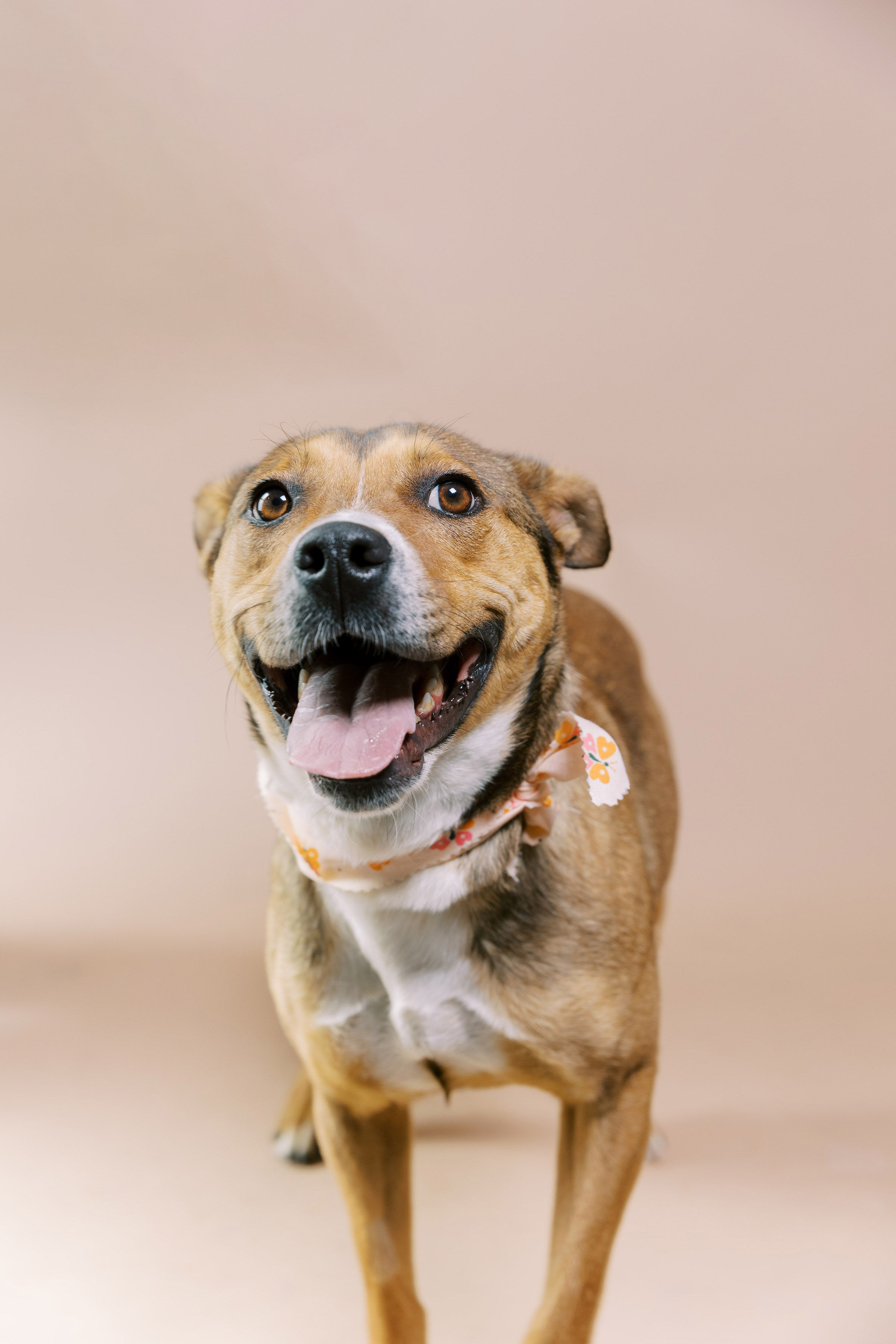 Enlarge Toffee, a Adoptable mixed breed in El Paso, TX image 3/6