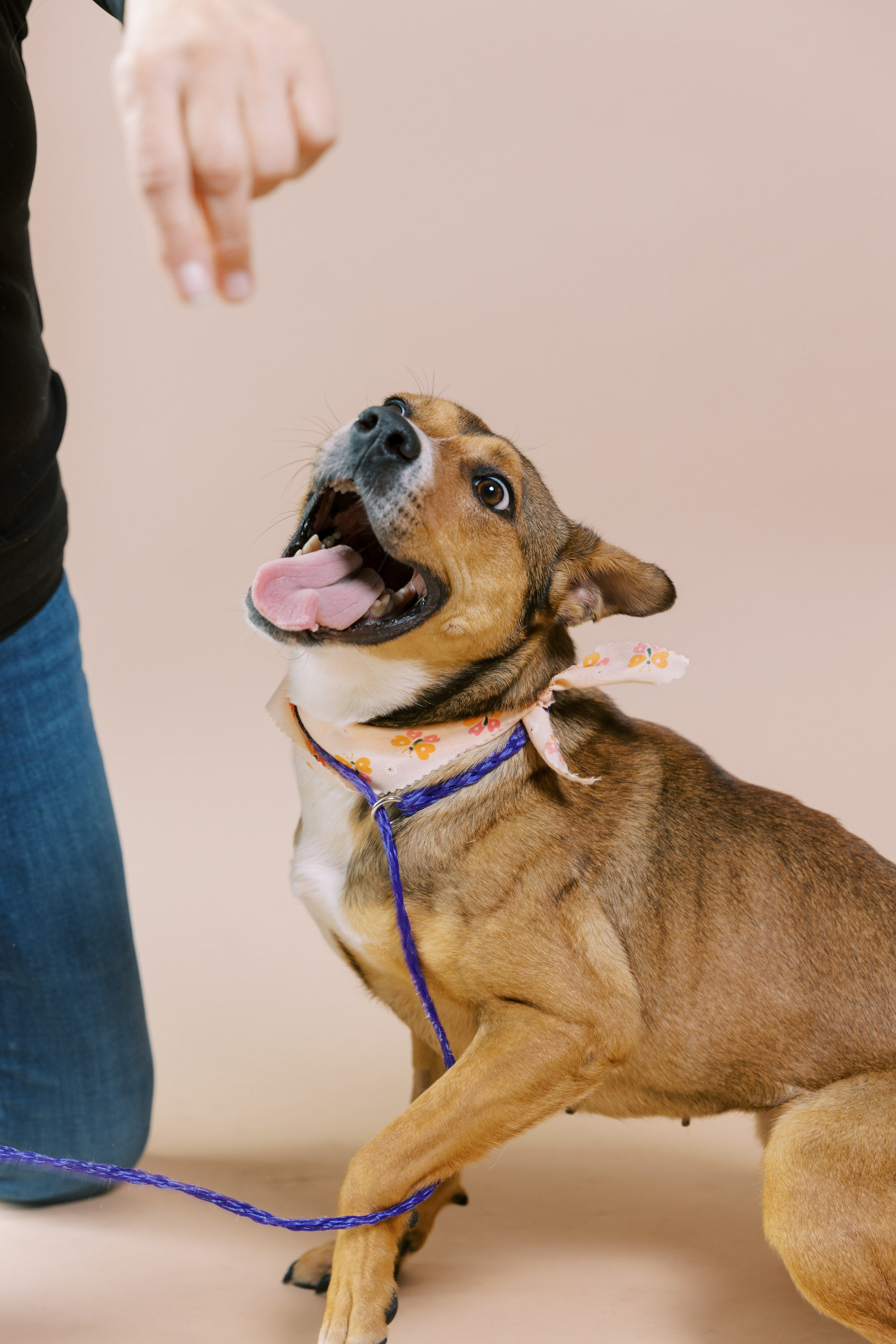 Enlarge Toffee, a Adoptable mixed breed in El Paso, TX image 6/6