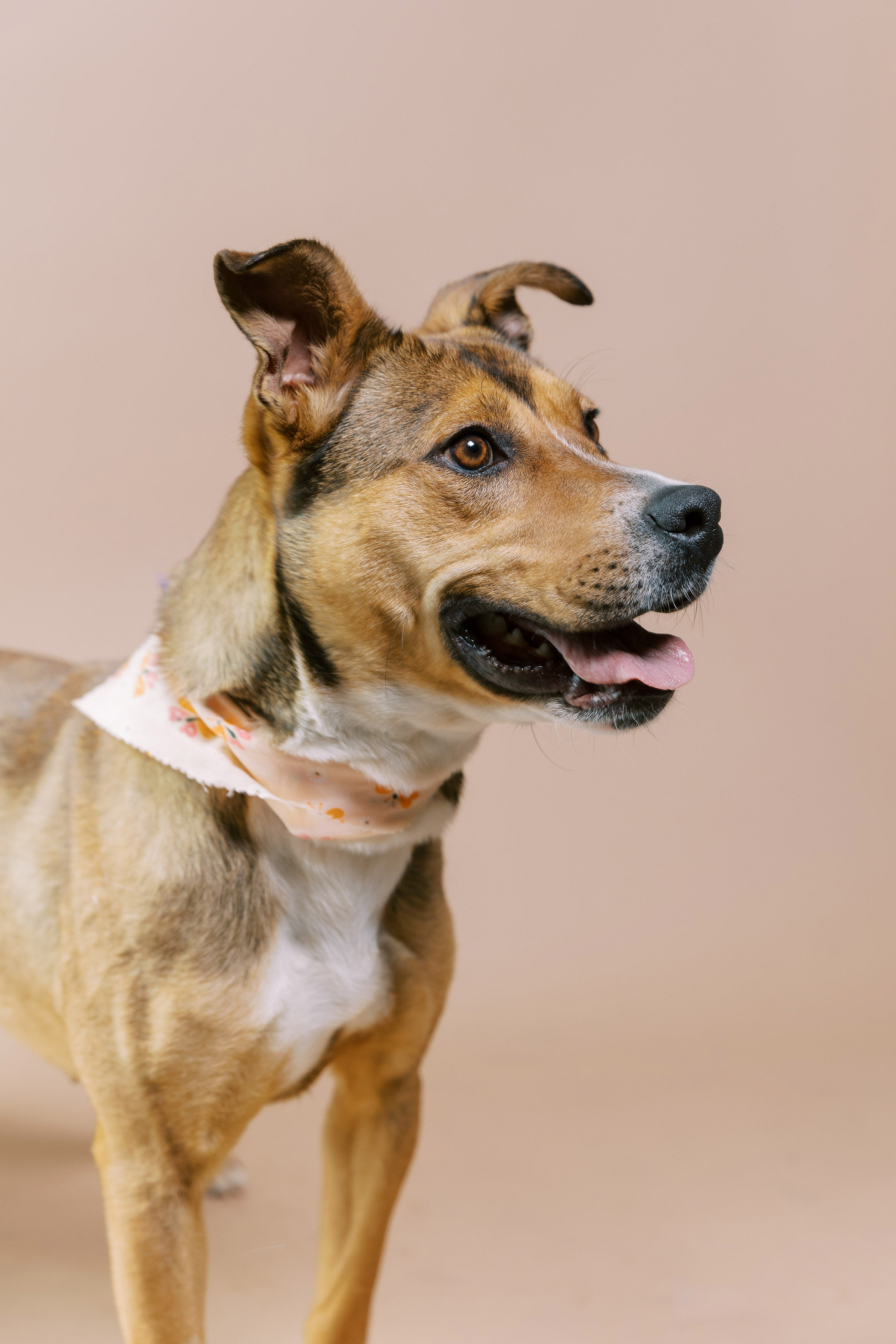 Enlarge Toffee, a Adoptable mixed breed in El Paso, TX image 1/6