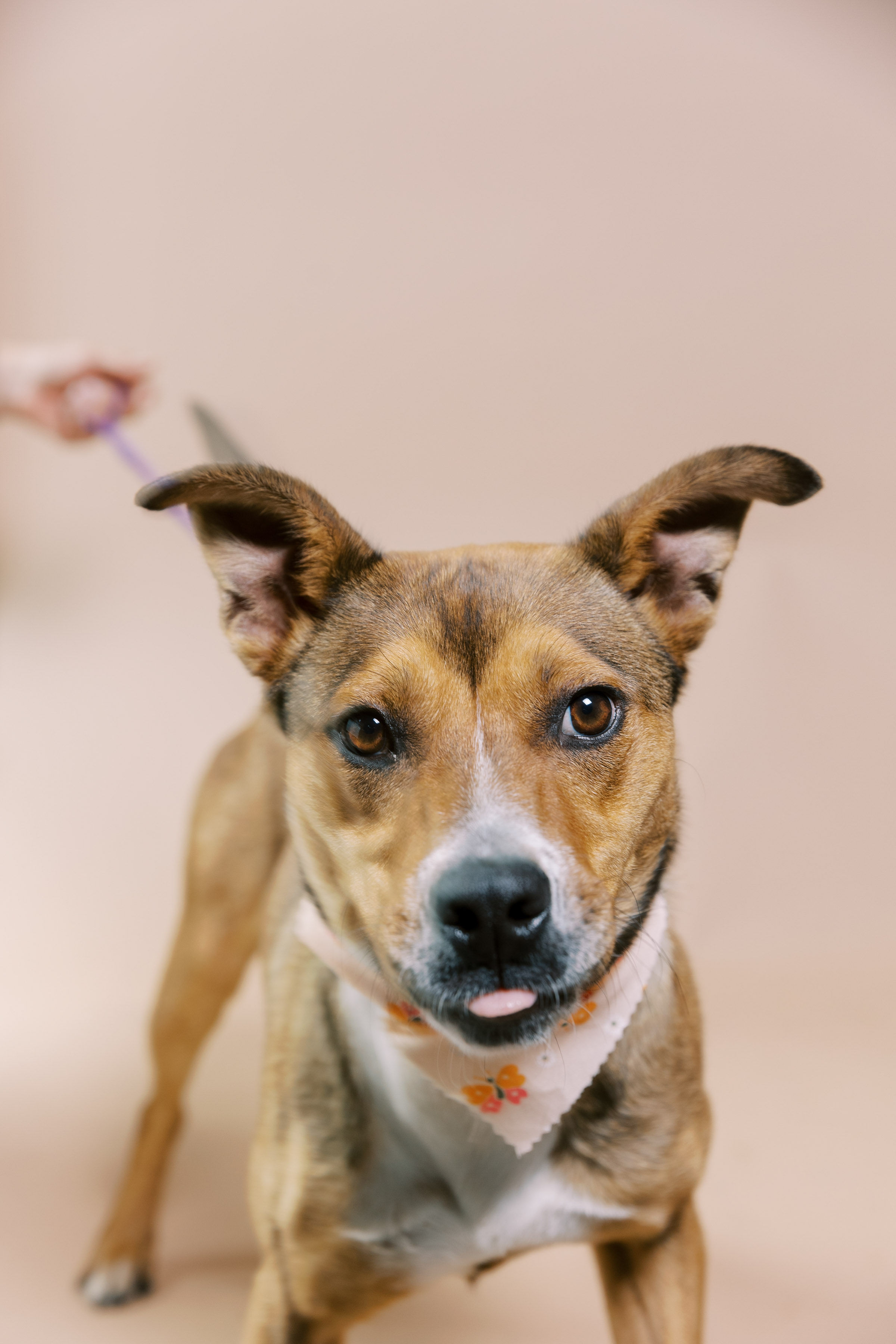 Enlarge Toffee, a Adoptable mixed breed in El Paso, TX image 5/6