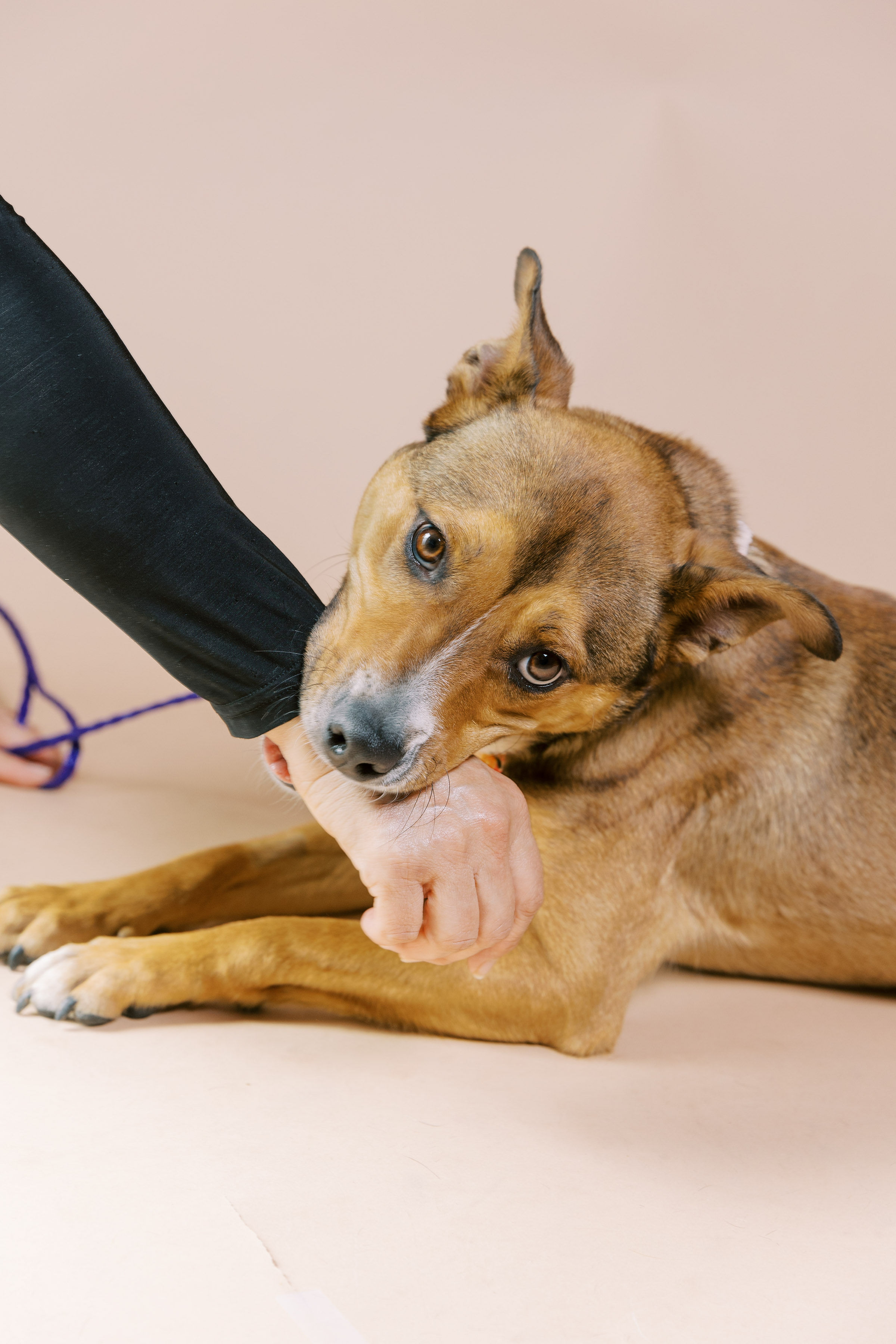 Enlarge Toffee, a Adoptable mixed breed in El Paso, TX image 2/6