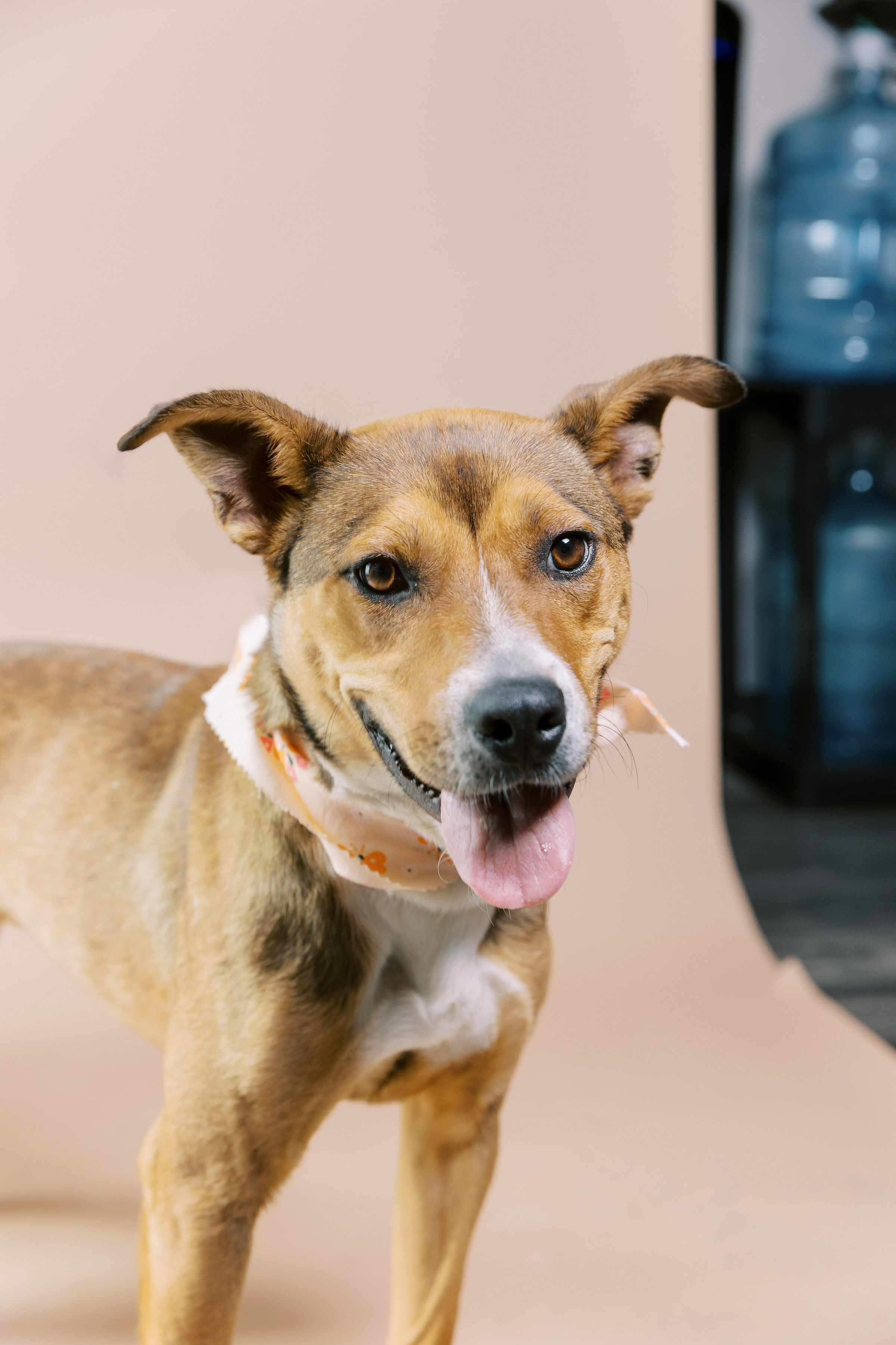 Enlarge Toffee, a Adoptable mixed breed in El Paso, TX image 4/6