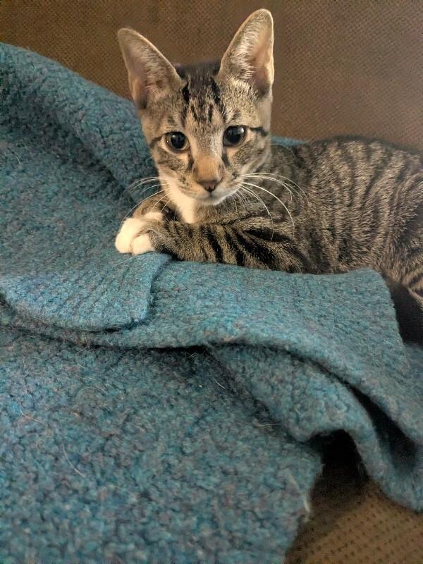 Enlarge Wren, a Adoptable Domestic Short Hair in Fort Collins, CO image 1/1