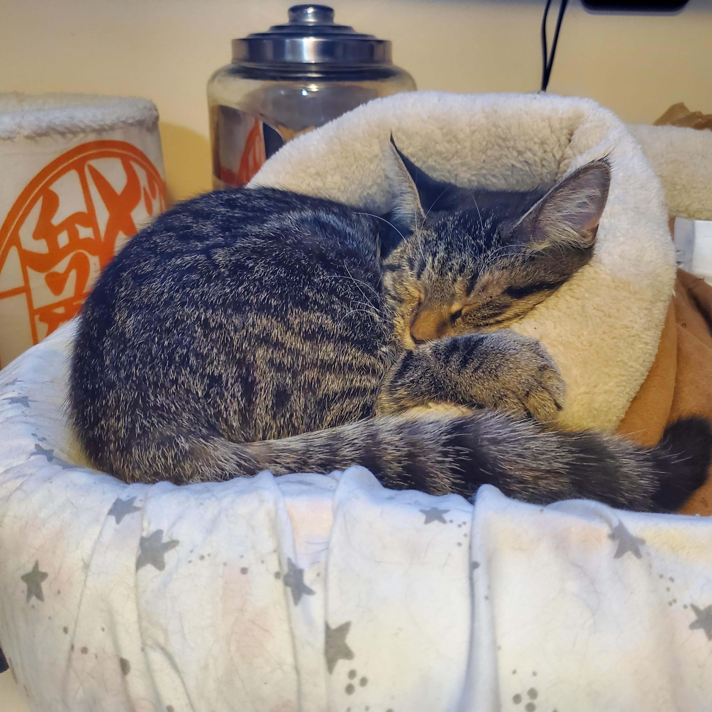 Trixie, a ADOPTABLE Domestic Short Hair in Roachdale, IN image 2/2