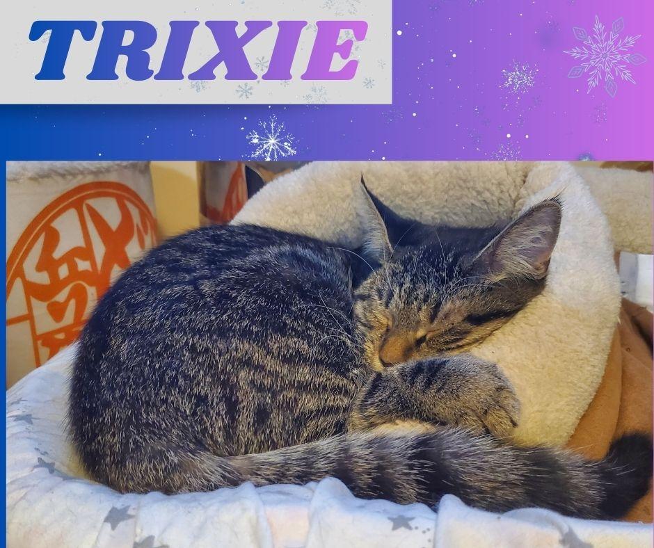 Trixie, ADOPTABLE, Kitten Female Domestic Short Hair.