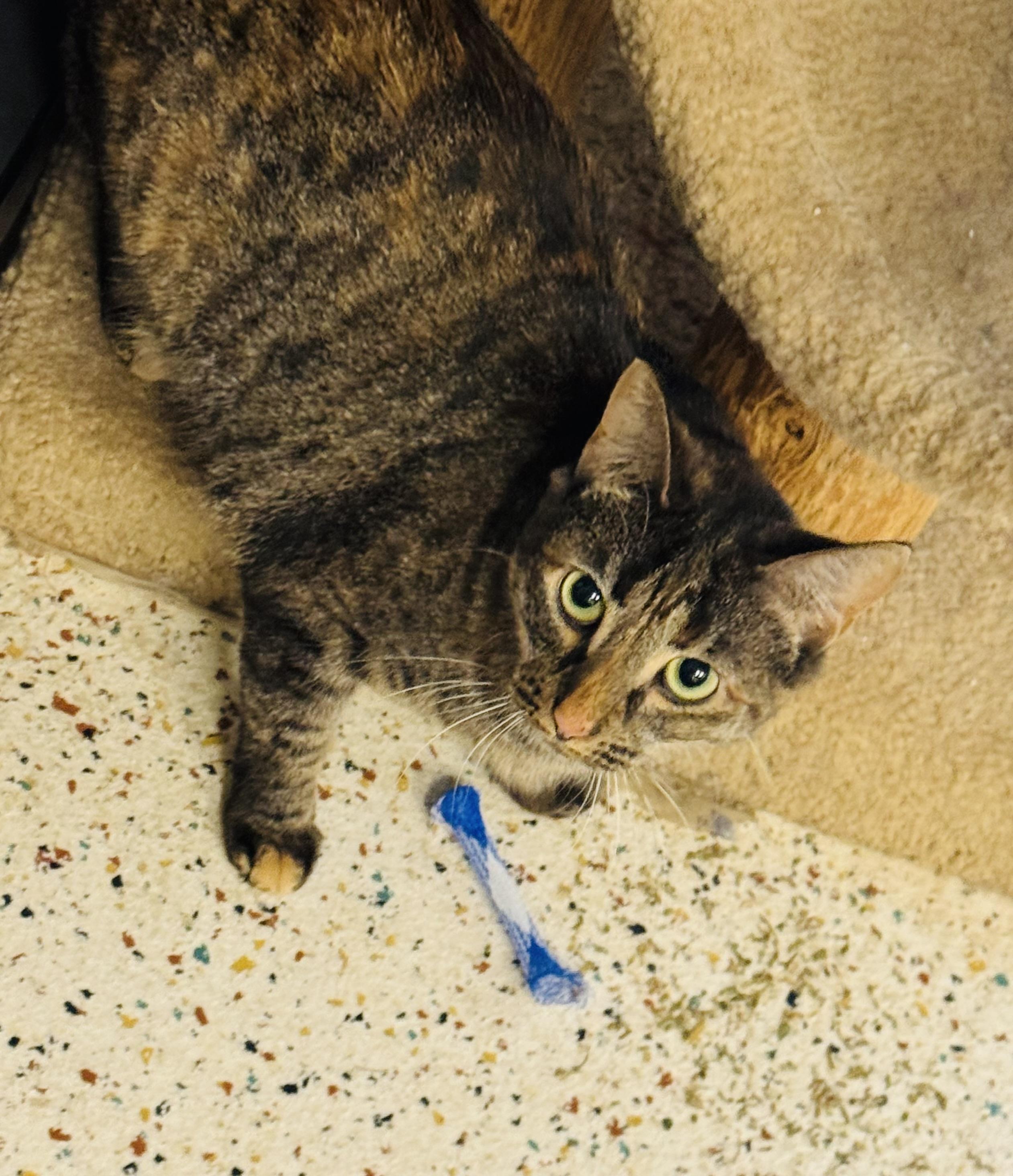 Macy, Adoptable, Adult Female Domestic Short Hair.