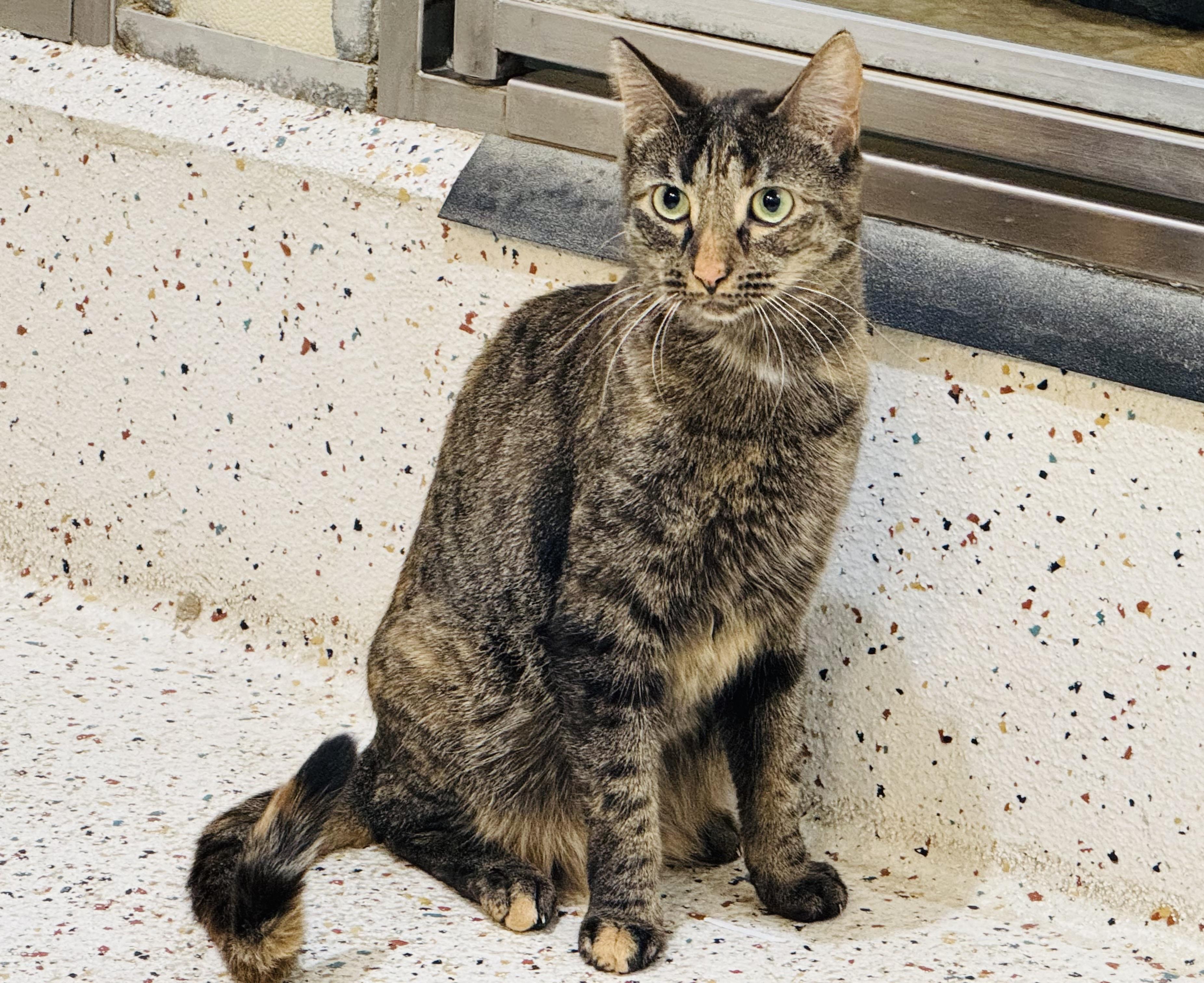 Enlarge Macy, a Adoptable Domestic Short Hair in Walker, MI image 2/6