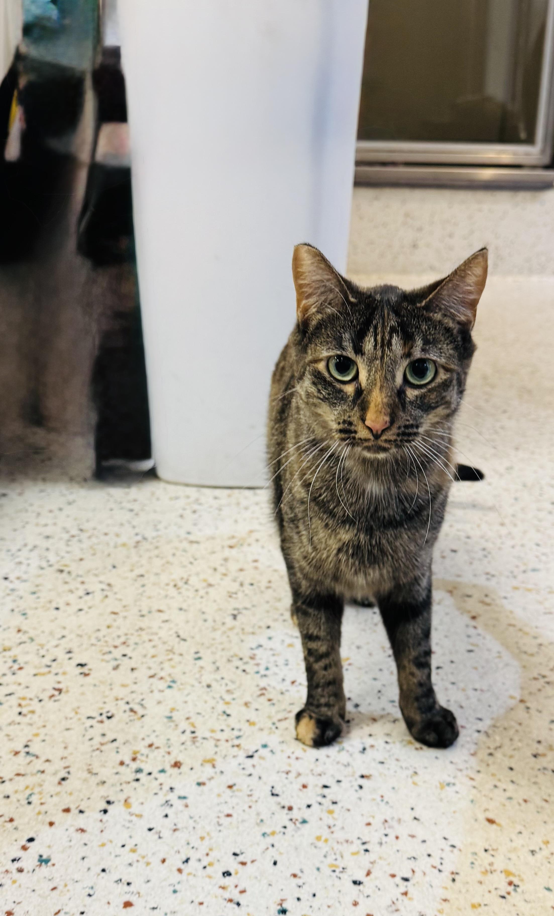 Enlarge Macy, a Adoptable Domestic Short Hair in Walker, MI image 3/6