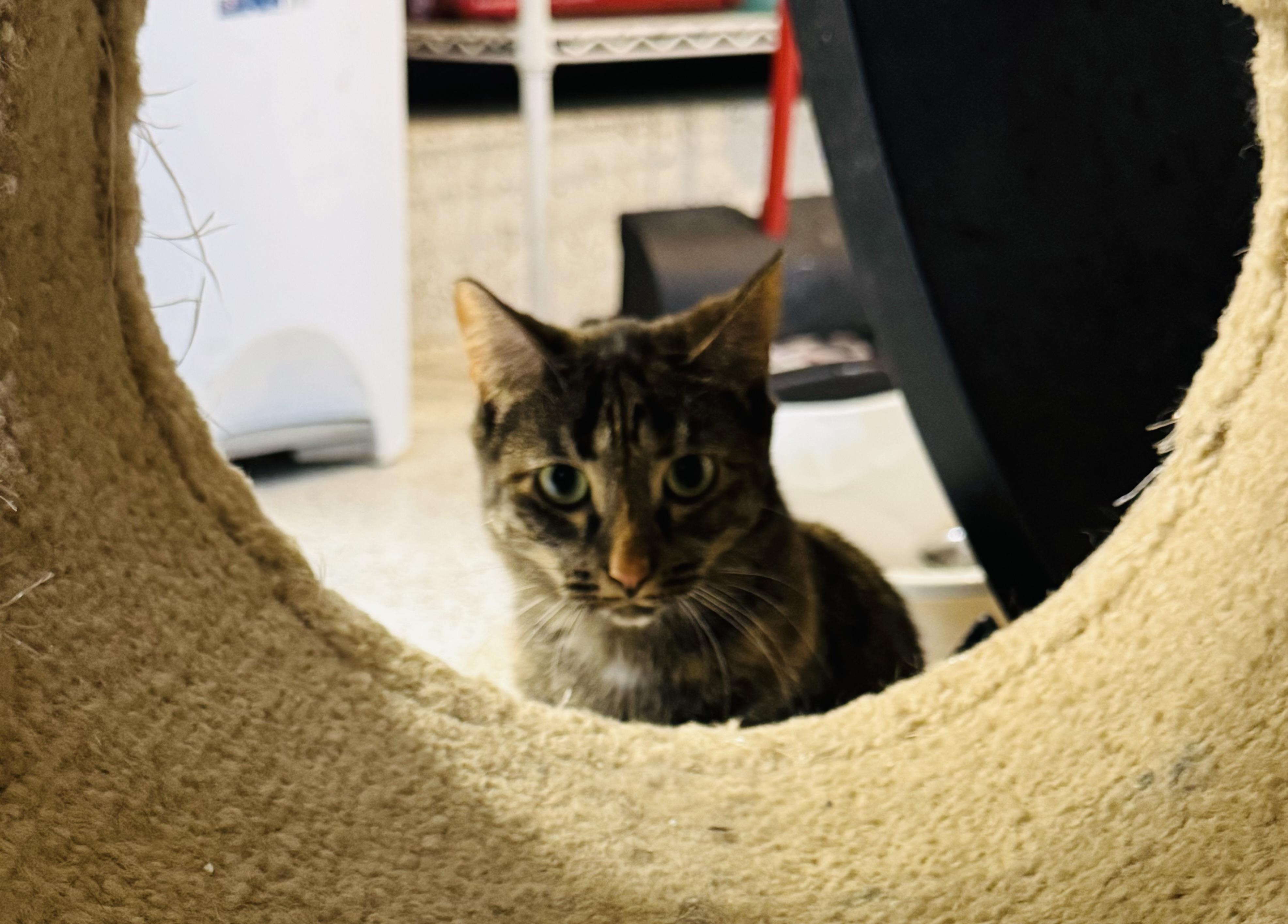 Enlarge Macy, a Adoptable Domestic Short Hair in Walker, MI image 4/6