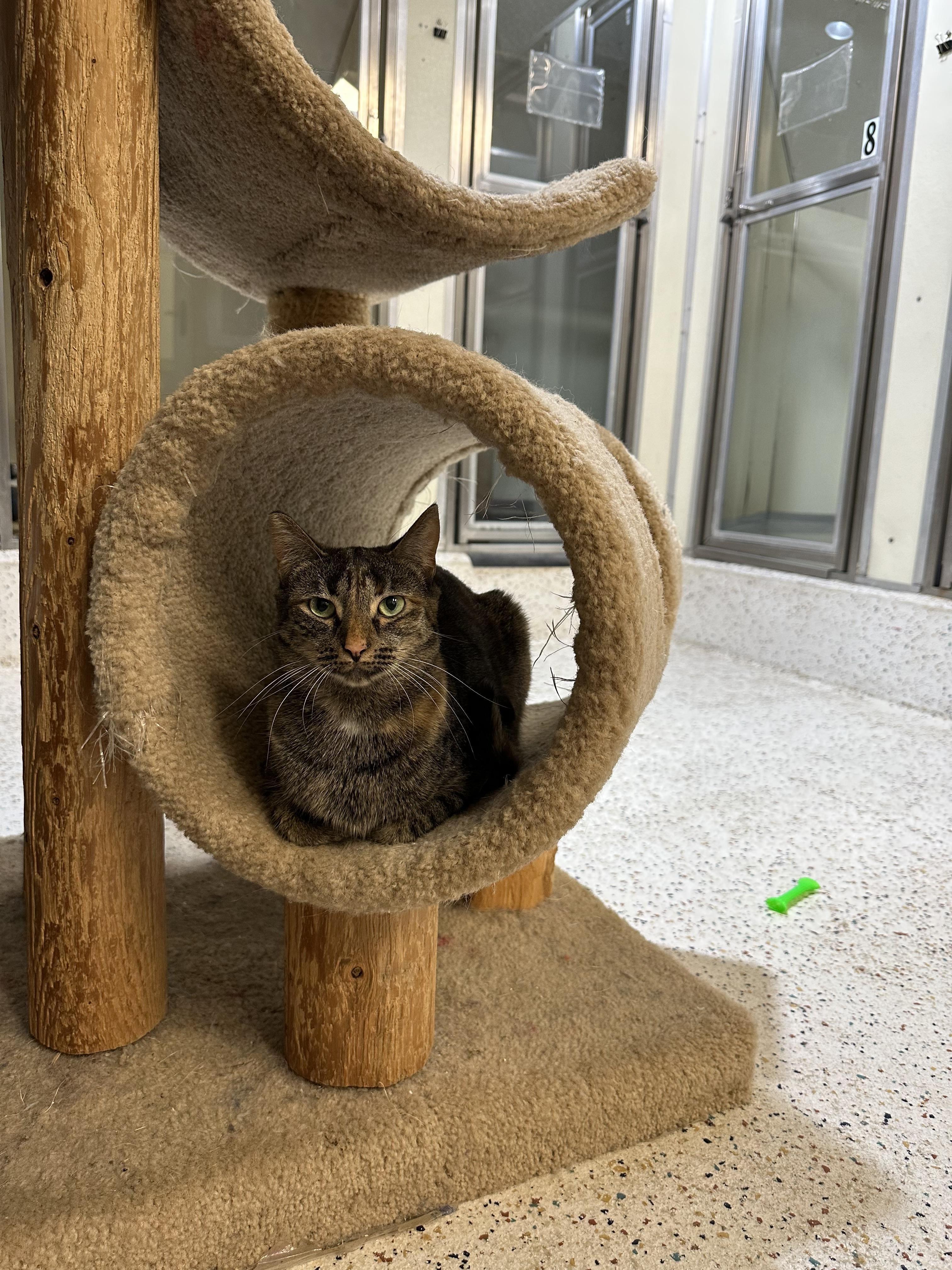 Enlarge Macy, a Adoptable Domestic Short Hair in Walker, MI image 5/6