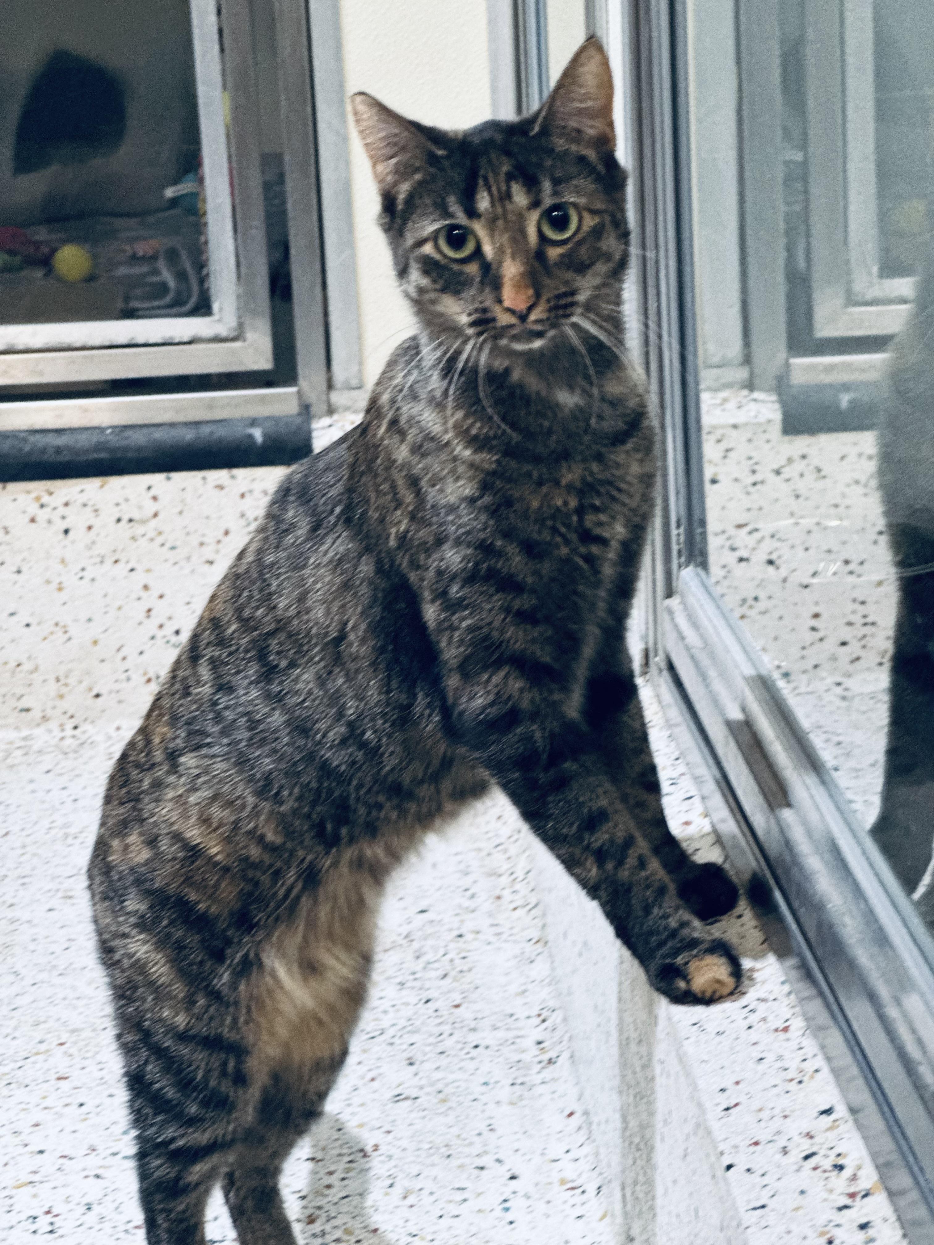 Enlarge Macy, a Adoptable Domestic Short Hair in Walker, MI image 6/6