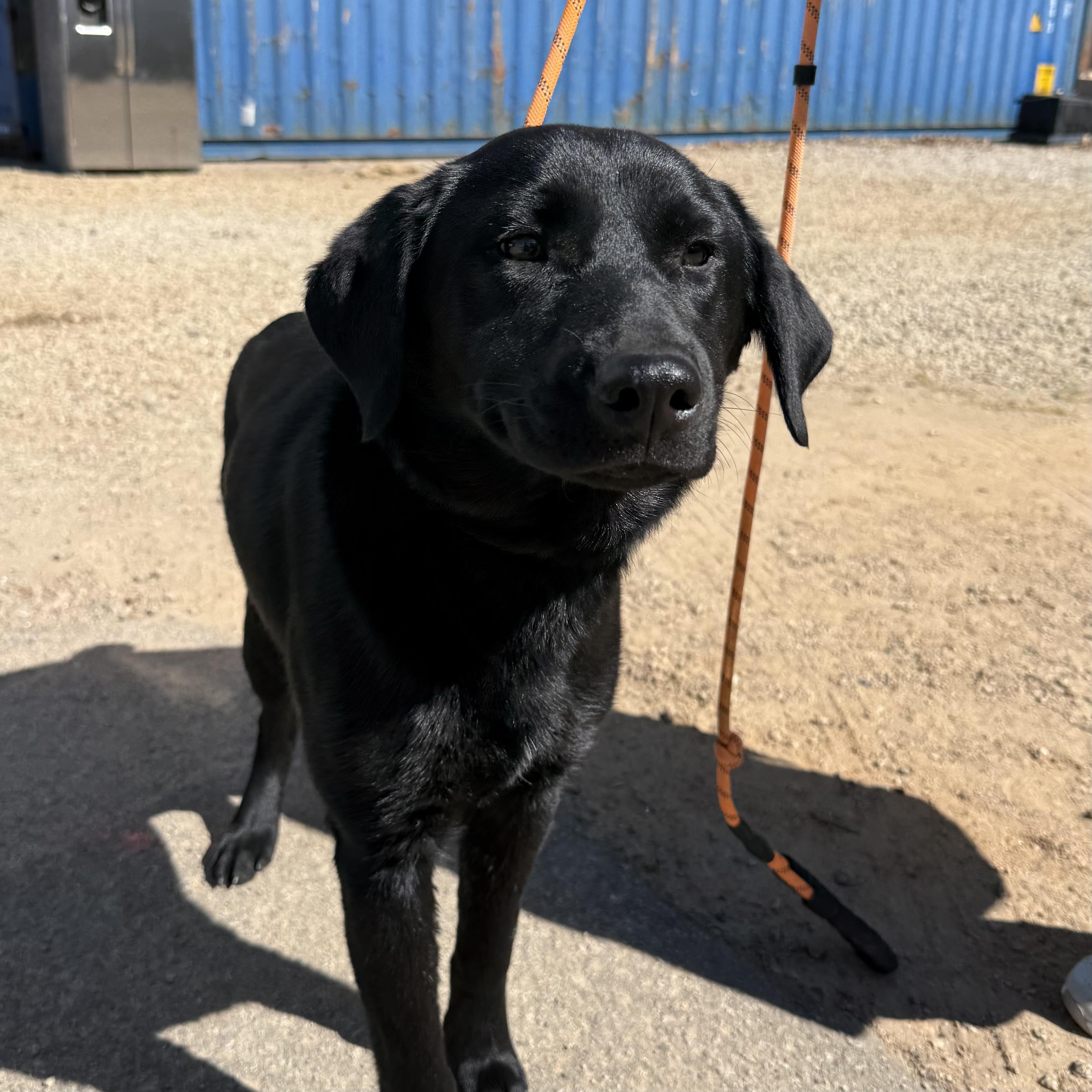 Enlarge Jacksonville, an adopted Black Labrador Retriever in Boothbay, ME image 5/6