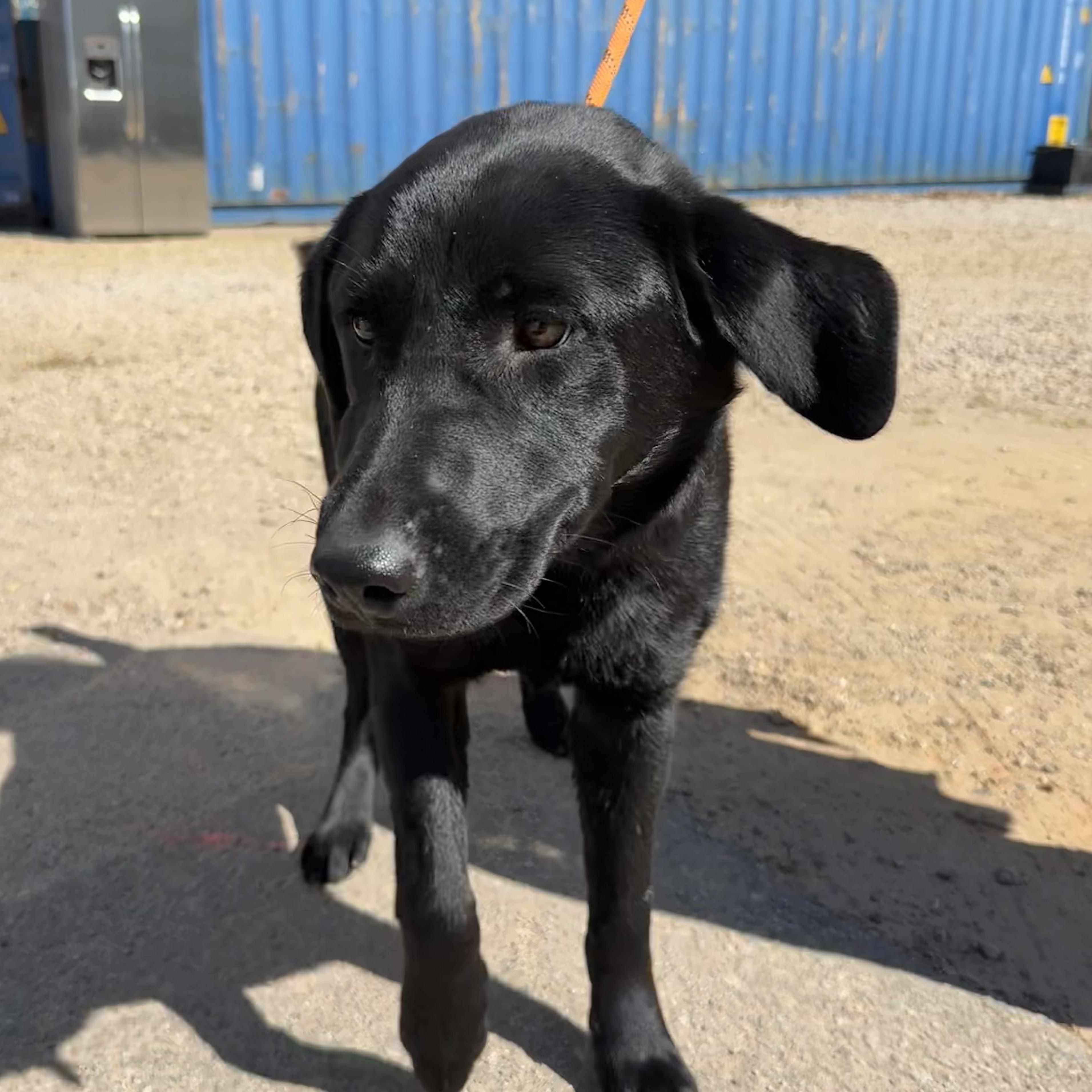 Enlarge Jacksonville, an adopted Black Labrador Retriever in Boothbay, ME image 3/6