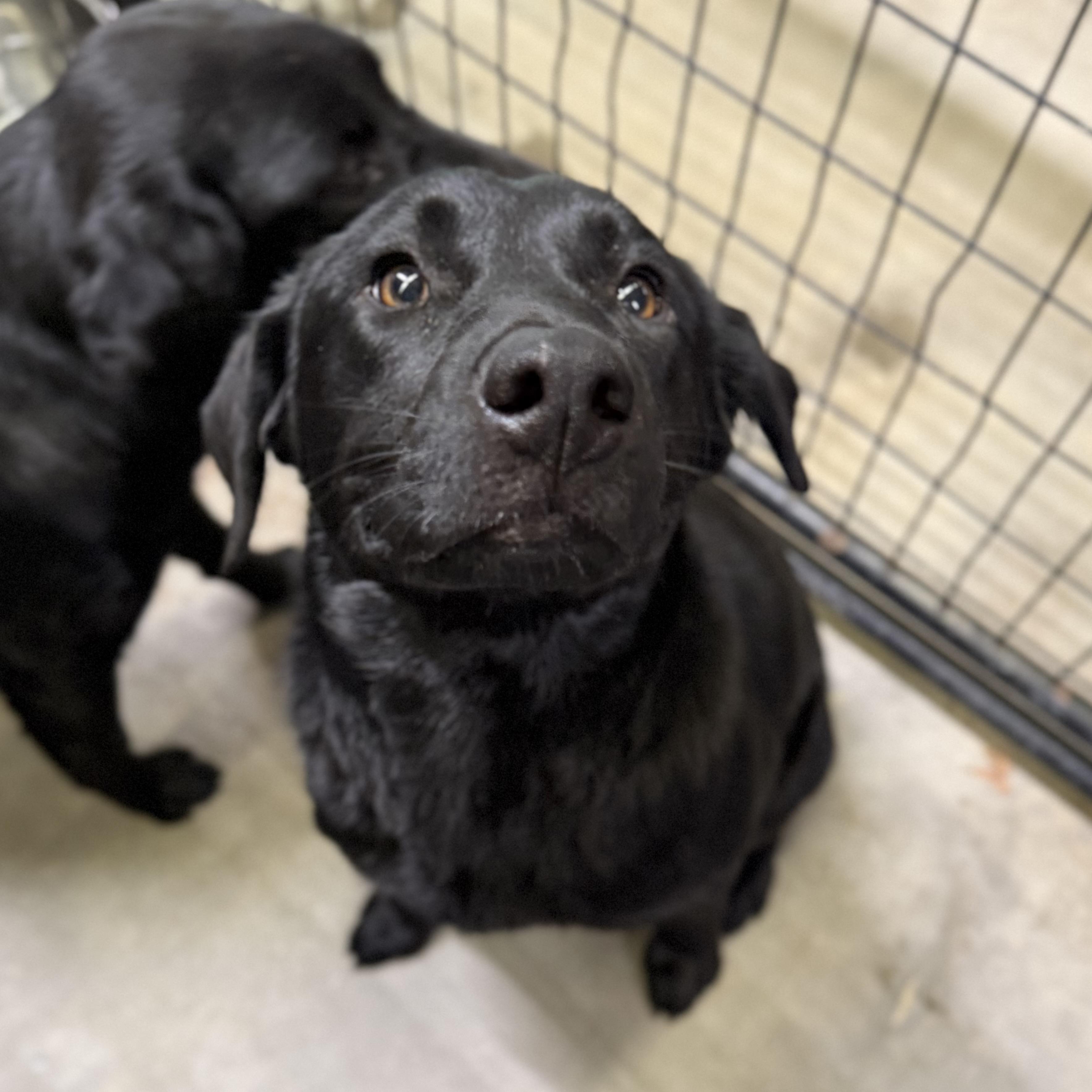 Enlarge Jacksonville, an adopted Black Labrador Retriever in Boothbay, ME image 6/6