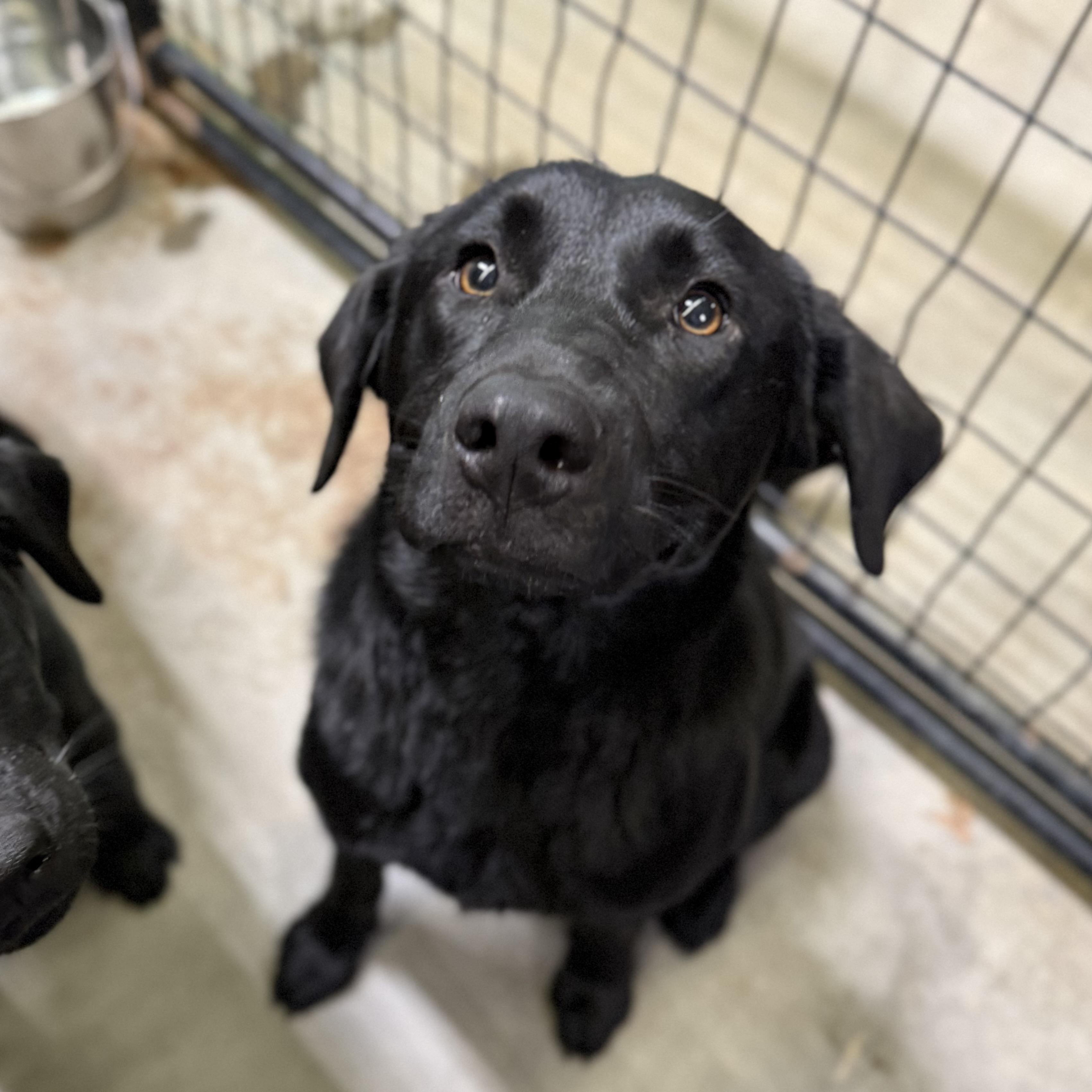 Enlarge Jacksonville, an adopted Black Labrador Retriever in Boothbay, ME image 2/6