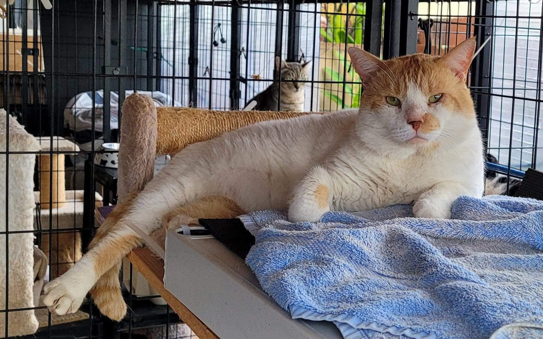 Enlarge Sammy, a Adopted Domestic Short Hair in Honolulu, HI image 1/6