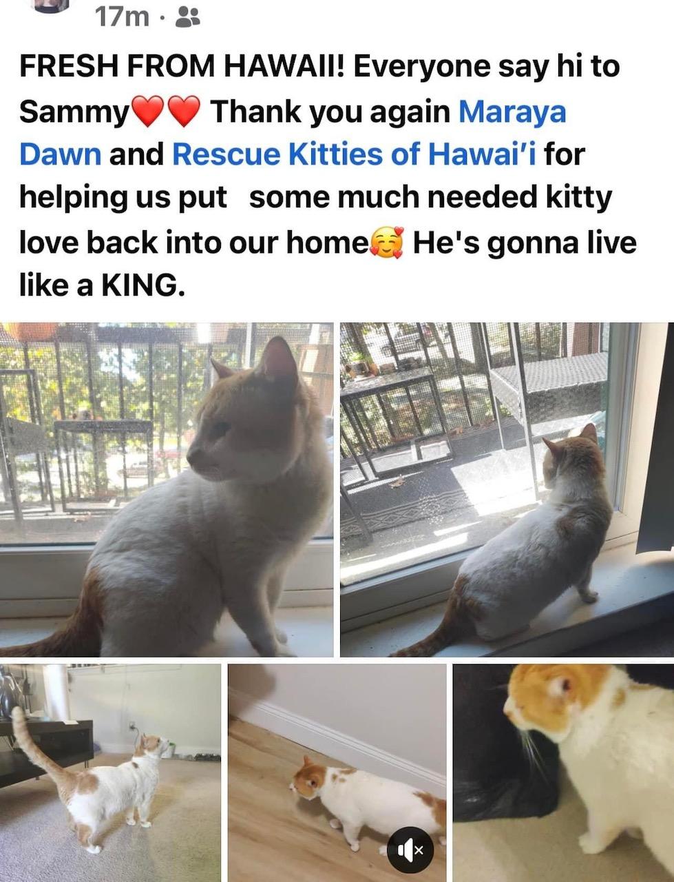 Enlarge Sammy, a Adopted Domestic Short Hair in Honolulu, HI image 2/6