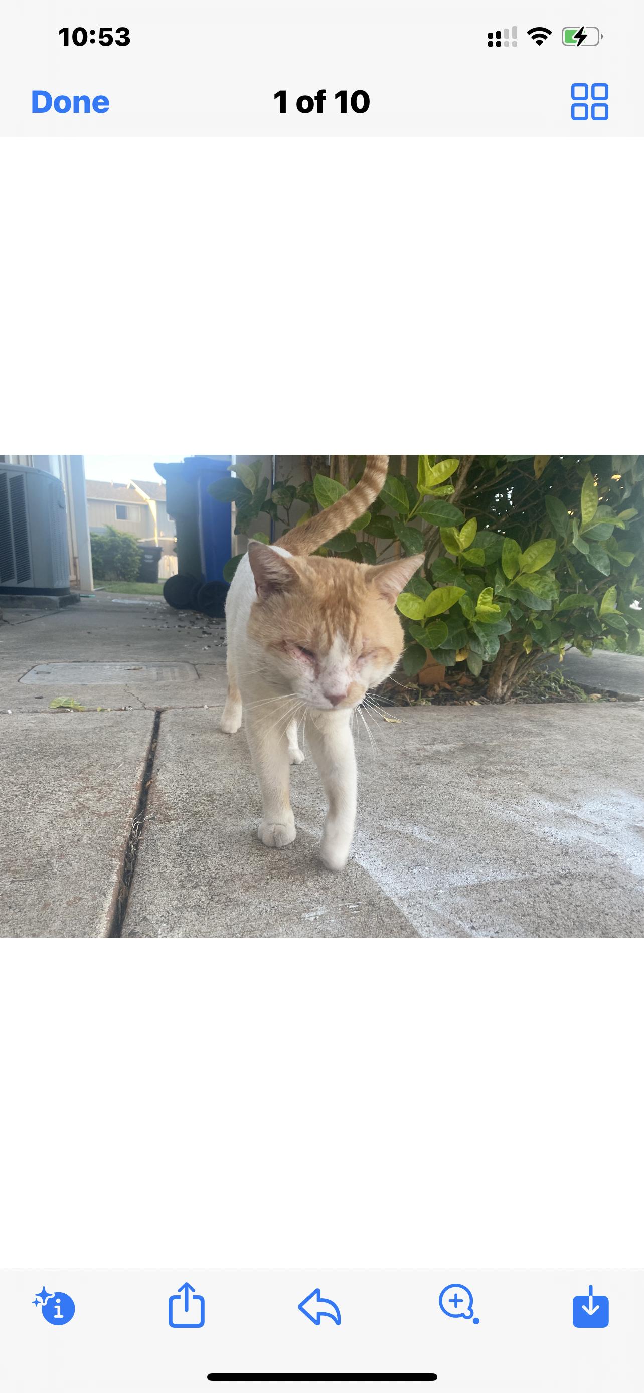 Enlarge Sammy, a Adopted Domestic Short Hair in Honolulu, HI image 3/6