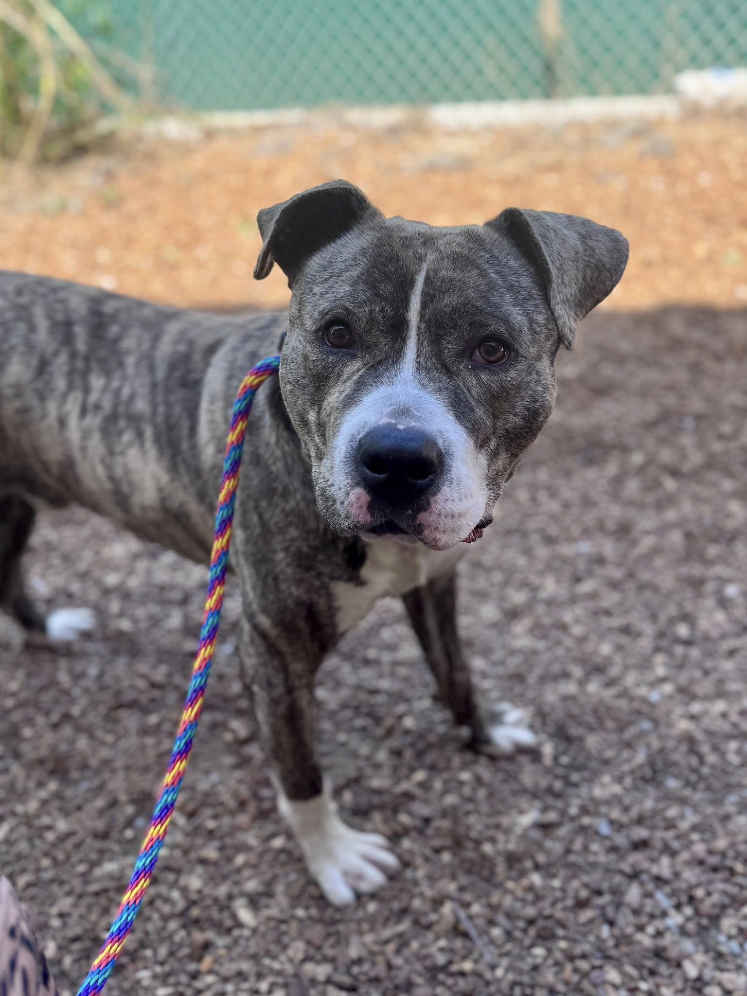 Hopscotch, a ADOPTABLE mixed breed in Nashville, TN image 2/2