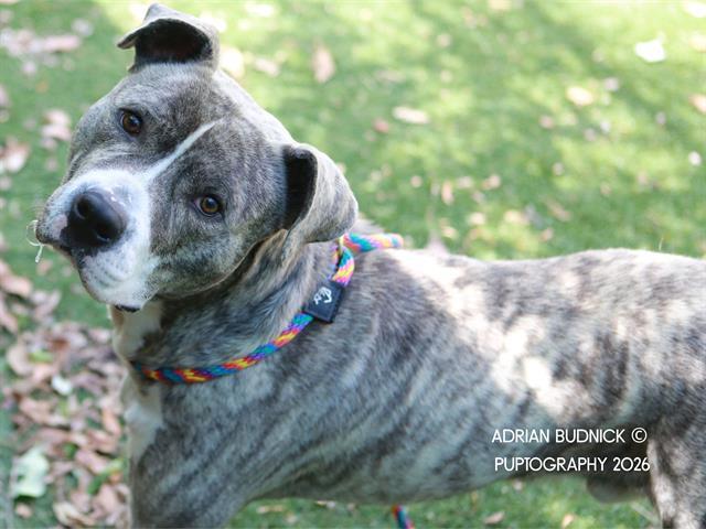 Hopscotch, ADOPTABLE, Young Male Mixed Breed.
