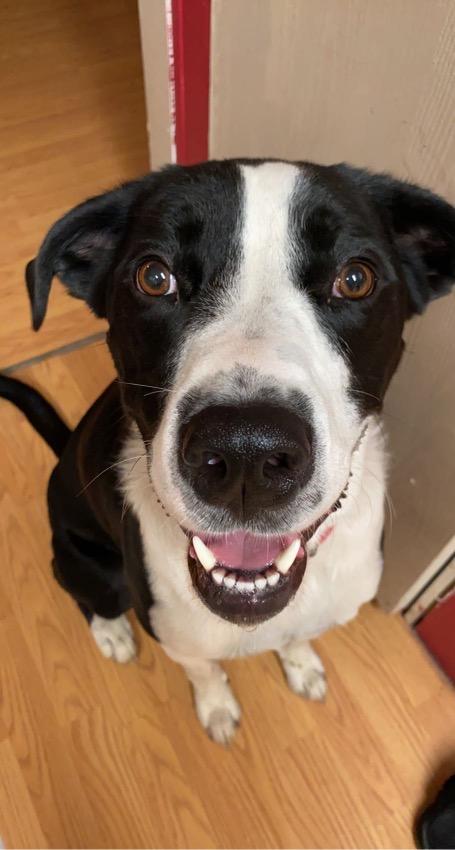 Enlarge Keanu & Monte - Courtesy Listing see info , a ADOPTABLE Mixed Breed in Polson, MT image 1/5