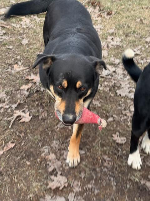 Enlarge Keanu & Monte - Courtesy Listing see info , a ADOPTABLE Mixed Breed in Polson, MT image 5/5