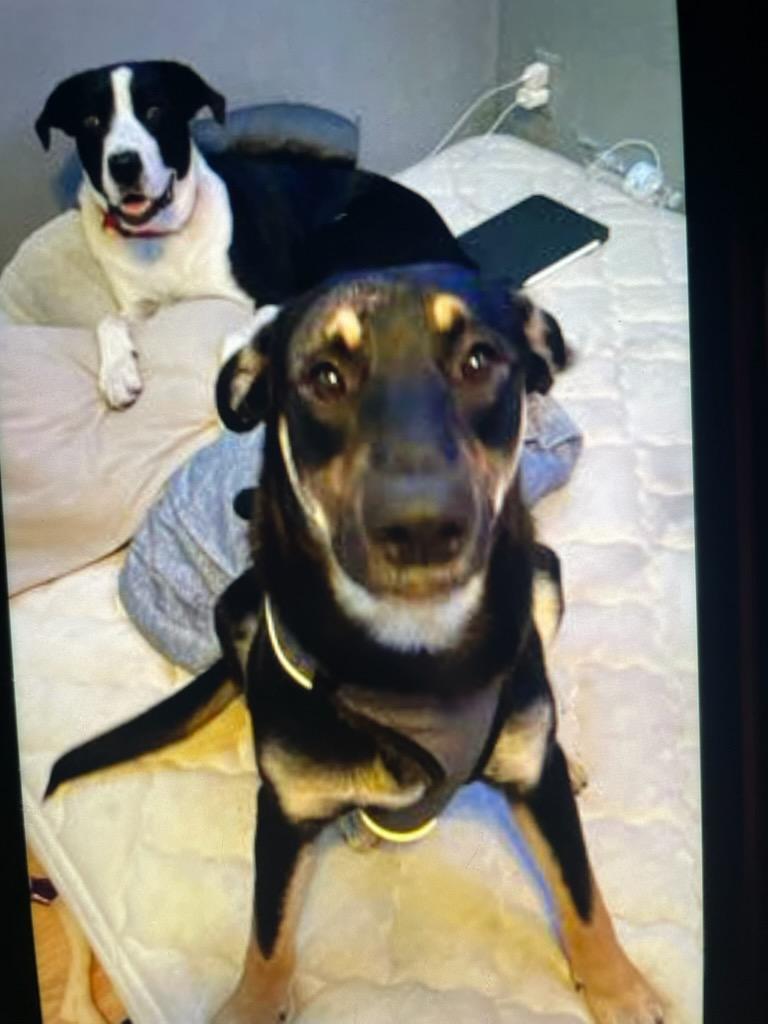 Enlarge Keanu & Monte - Courtesy Listing see info , a ADOPTABLE Mixed Breed in Polson, MT image 4/5