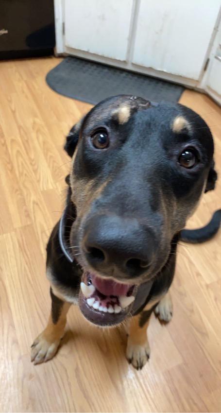 Enlarge Keanu & Monte - Courtesy Listing see info , a ADOPTABLE Mixed Breed in Polson, MT image 2/5