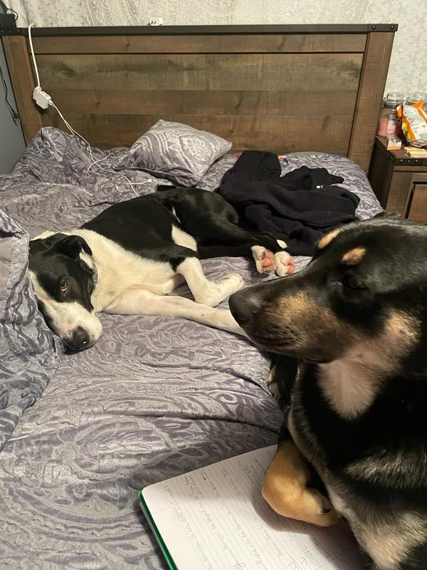 Enlarge Keanu & Monte - Courtesy Listing see info , a ADOPTABLE Mixed Breed in Polson, MT image 3/5