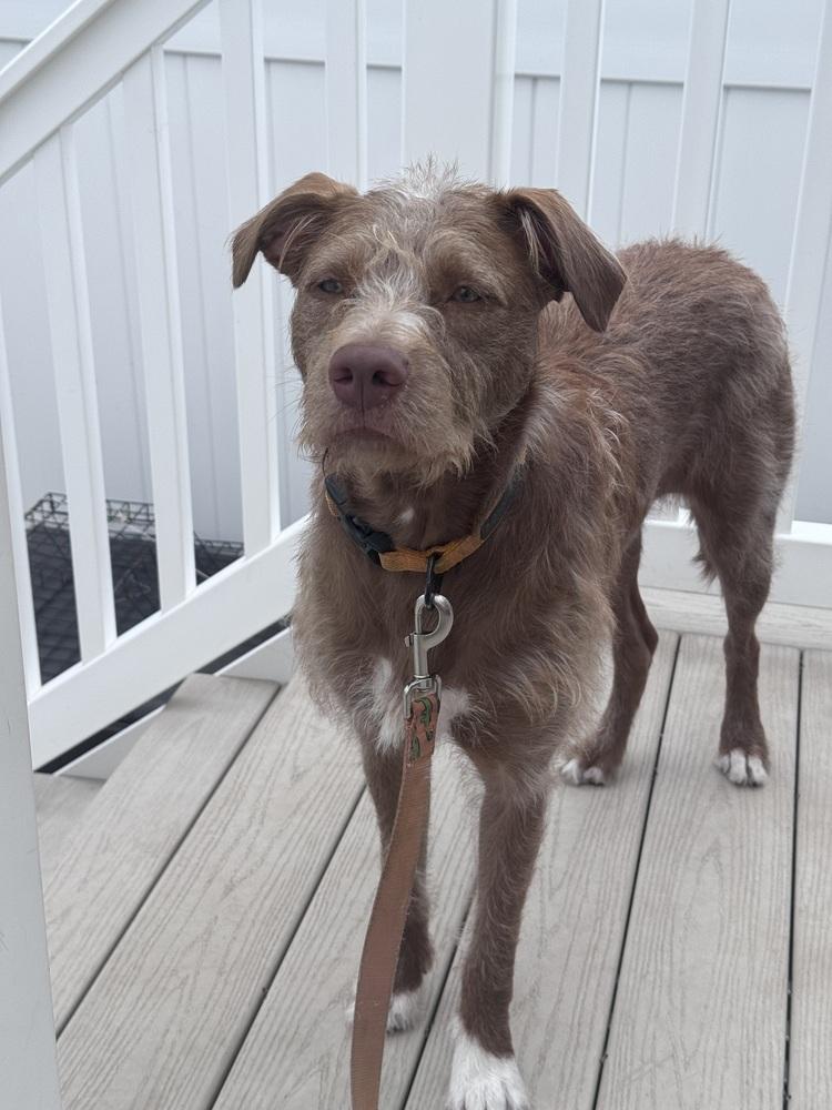 Penny, Adoptable, Young Female German Wirehaired Pointer.