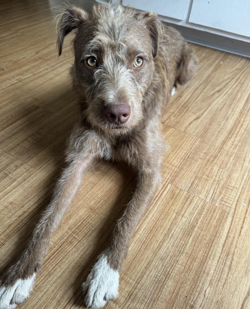 Enlarge Penny, a Adoptable mixed breed in Willingboro, NJ image 5/6
