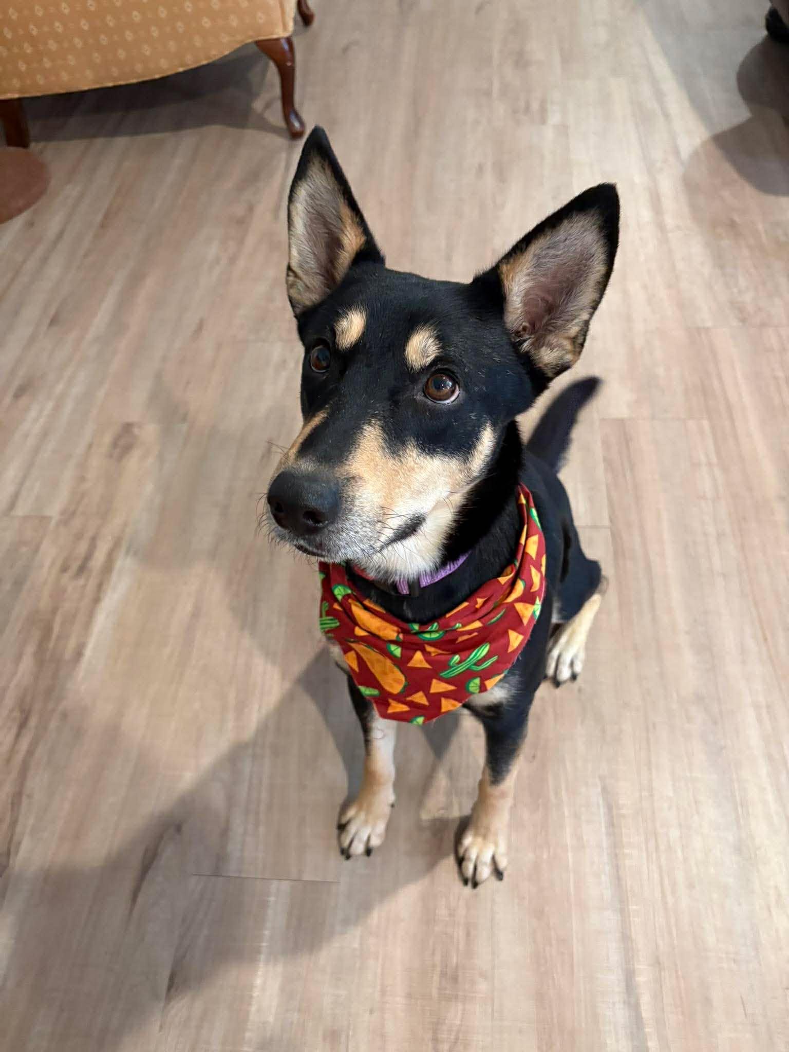 Amani, Adoptable, Young Male Husky.