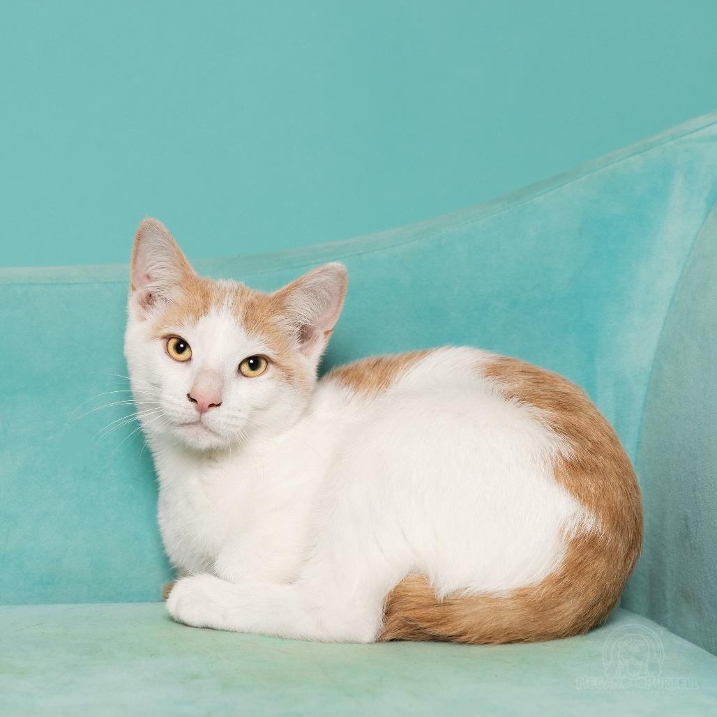 Enlarge Mary Jane's Loafer, a Adoptable Domestic Short Hair in Chantilly, VA image 2/3