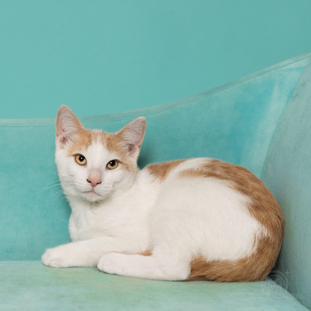 Enlarge Mary Jane's Loafer, a Adoptable Domestic Short Hair in Chantilly, VA image 3/3