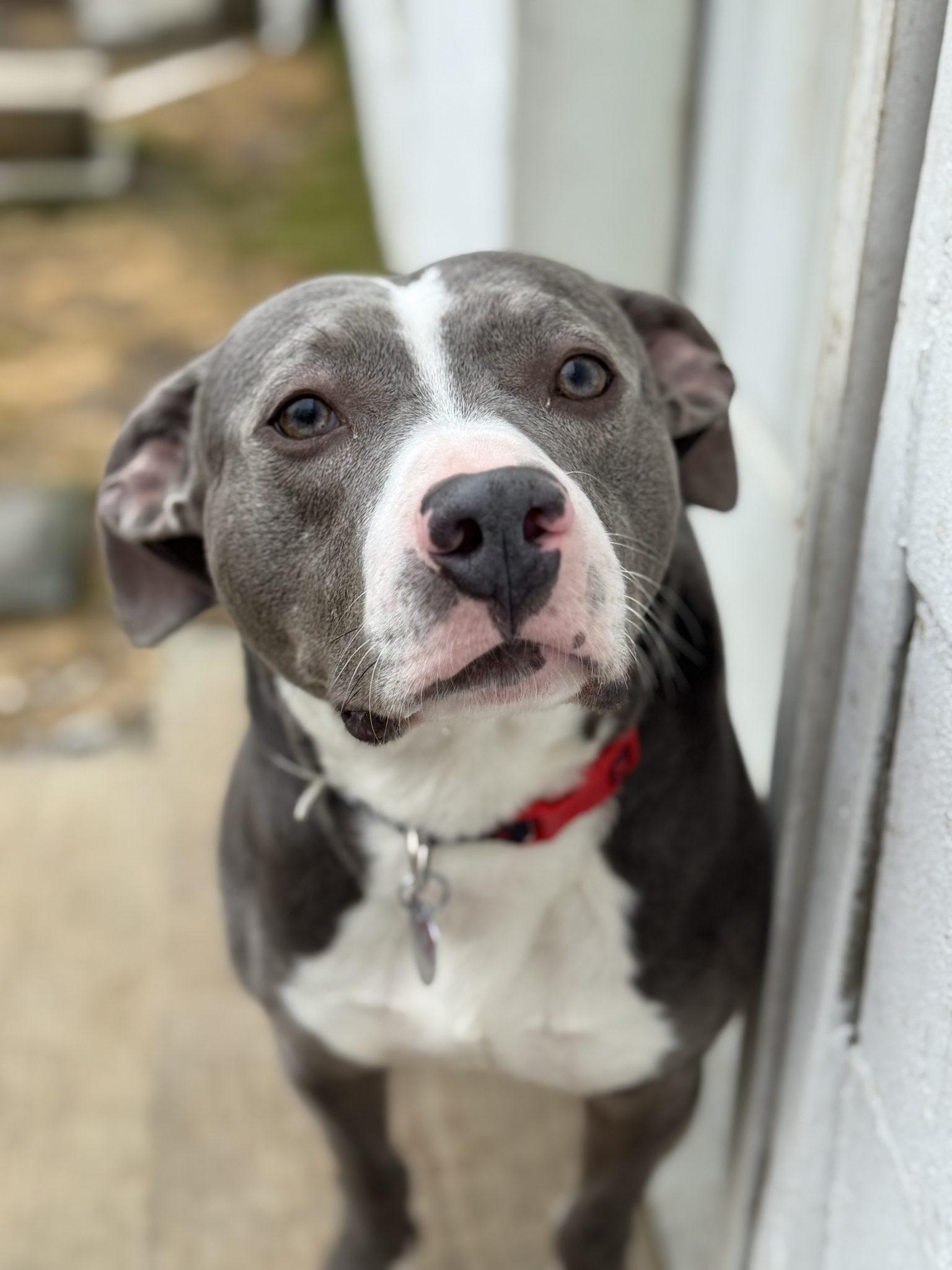 Eeyore (4 years old), ADOPTABLE, Adult Male Pit Bull Terrier.