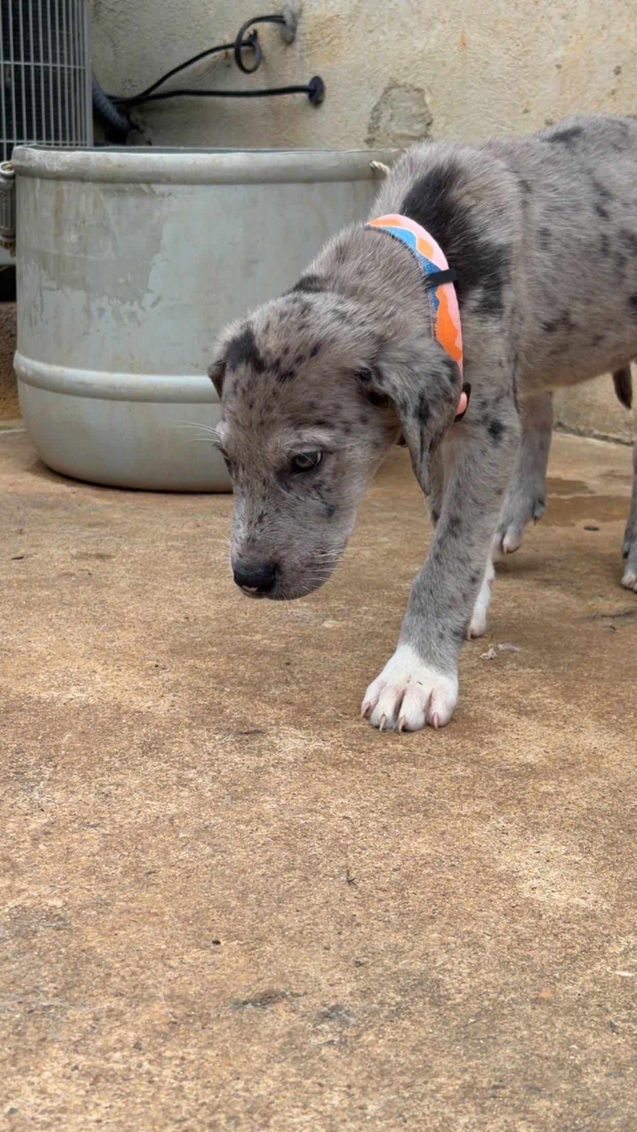 Pluto, Adopted, Puppy Male Great Dane & Great Pyrenees.