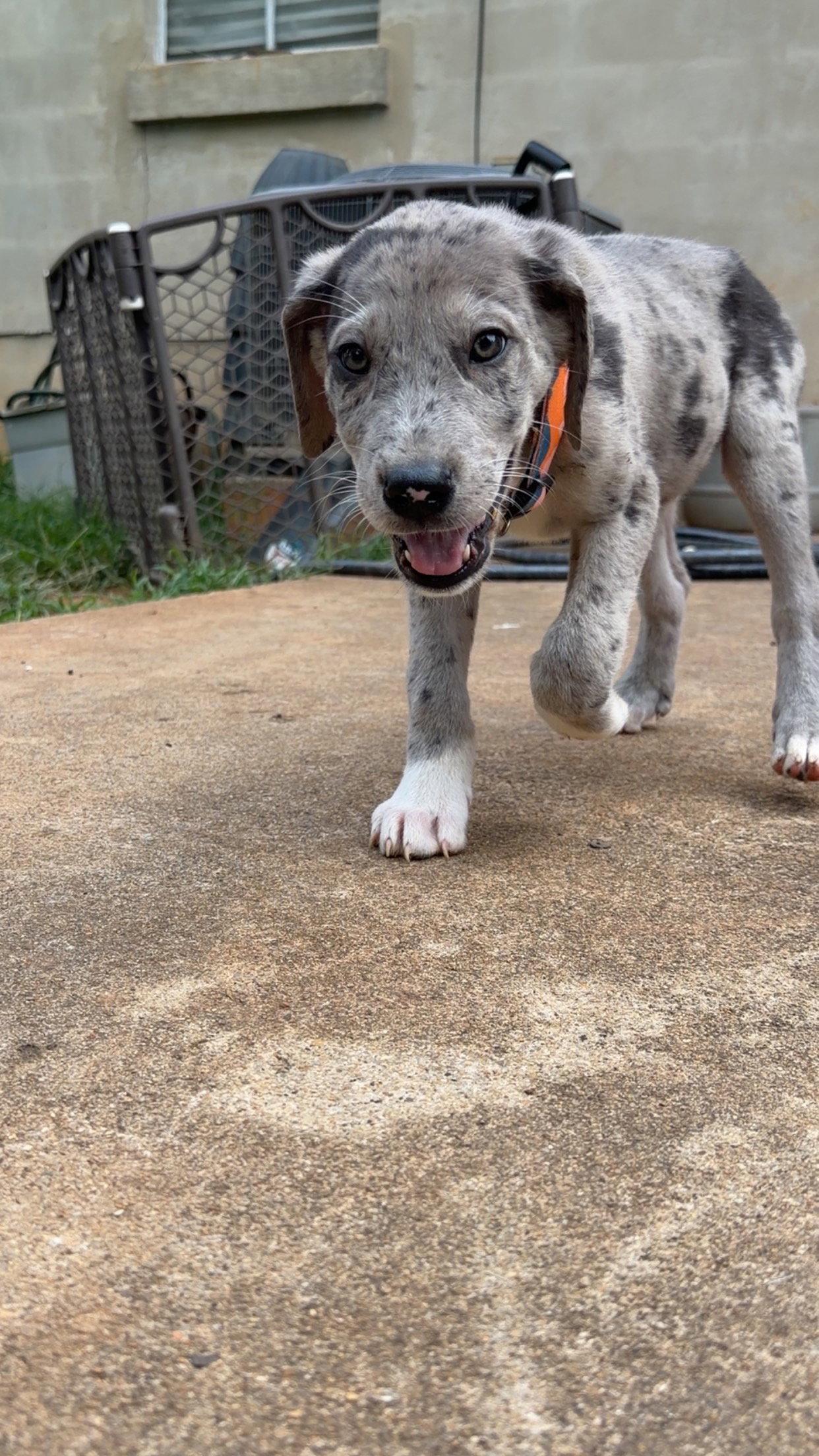 Enlarge Pluto, a Adopted mixed breed in Chambersburg, PA image 3/3