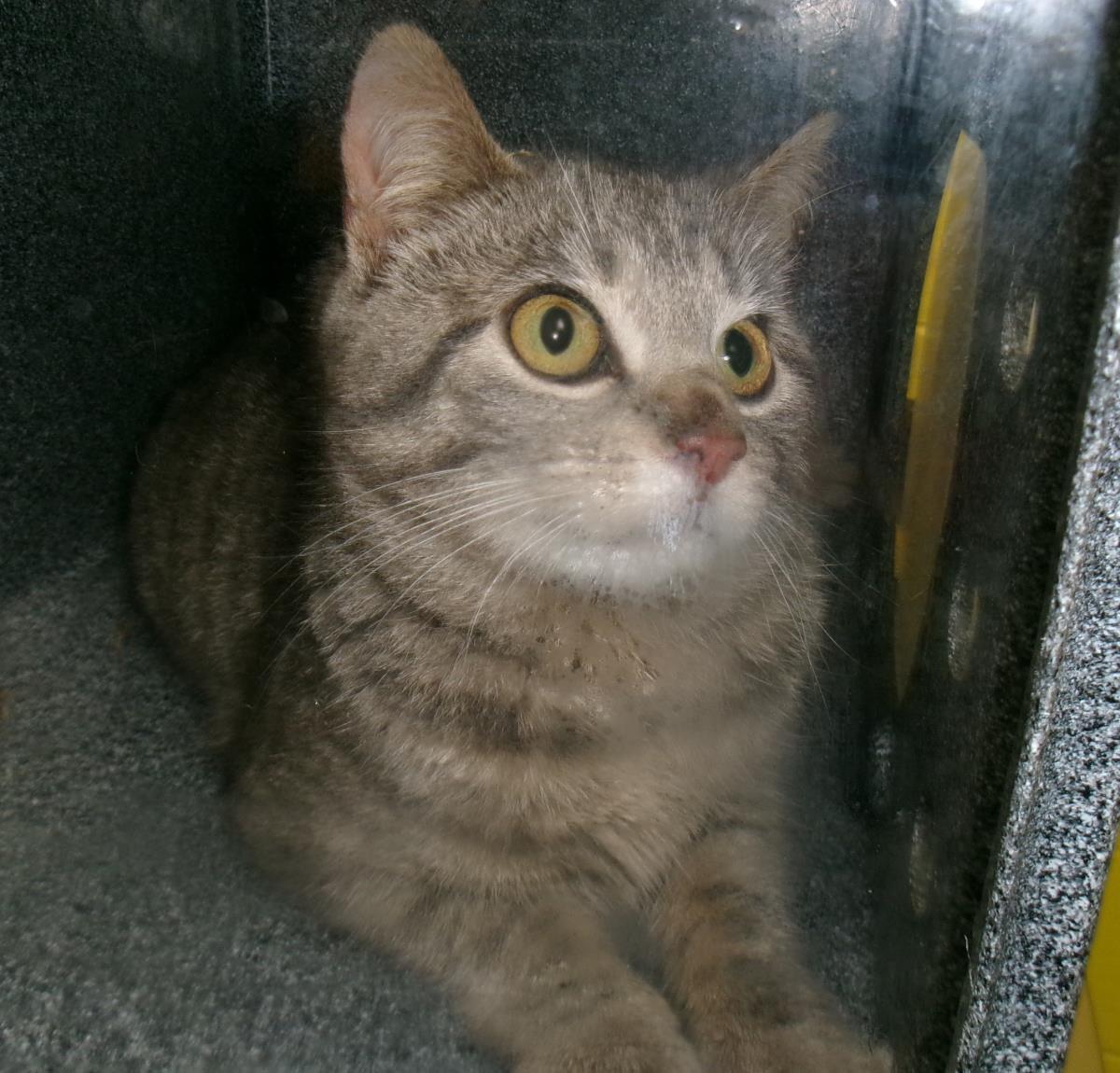Racket (Working Cat), Adoptable, Young Female Domestic Short Hair.