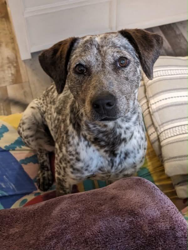 Enlarge Penny, a ADOPTABLE mixed breed in Greeley, CO image 2/3